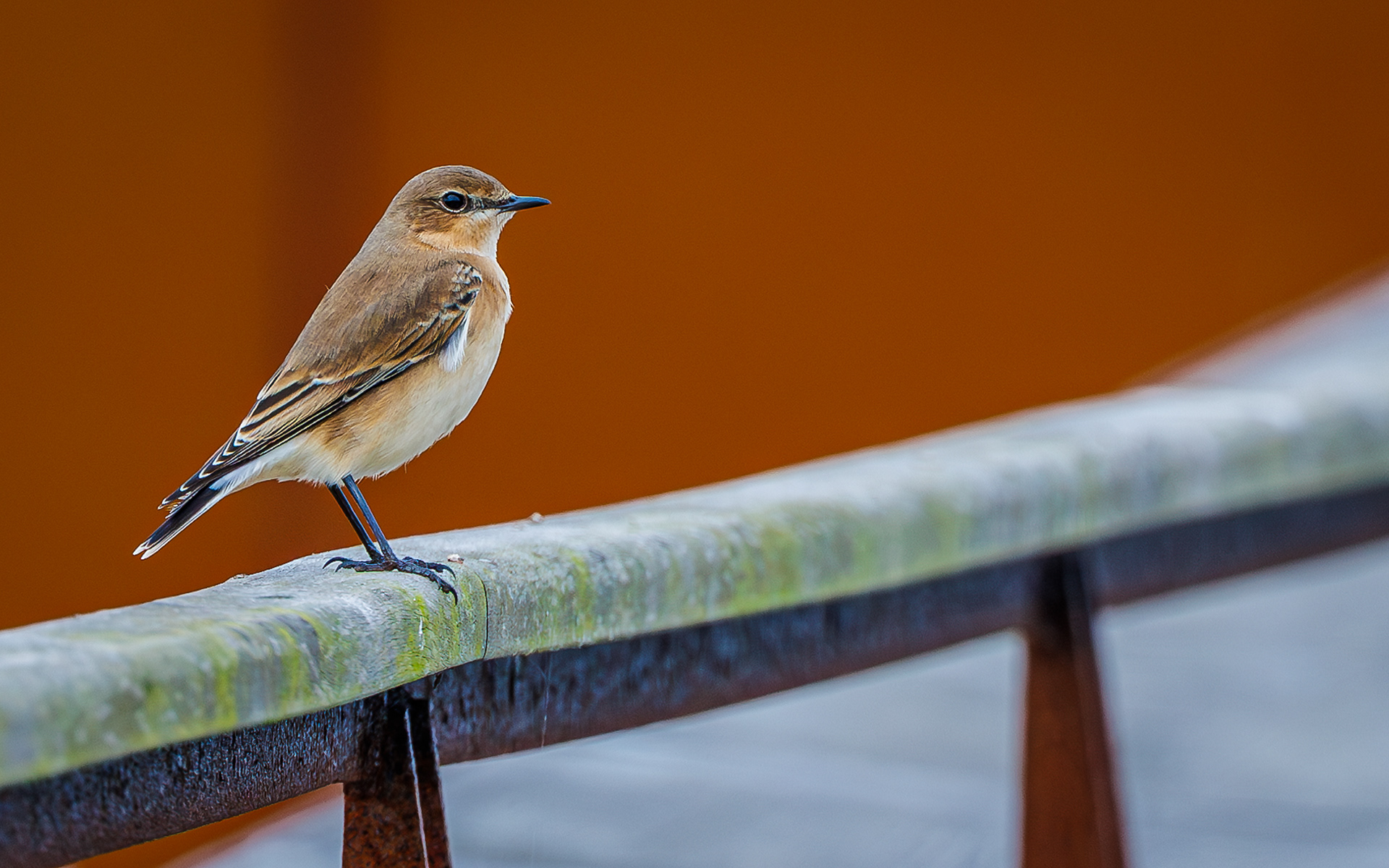Stenpikker i Store Vildmose (ved Aage V. Jensen-tårnet)