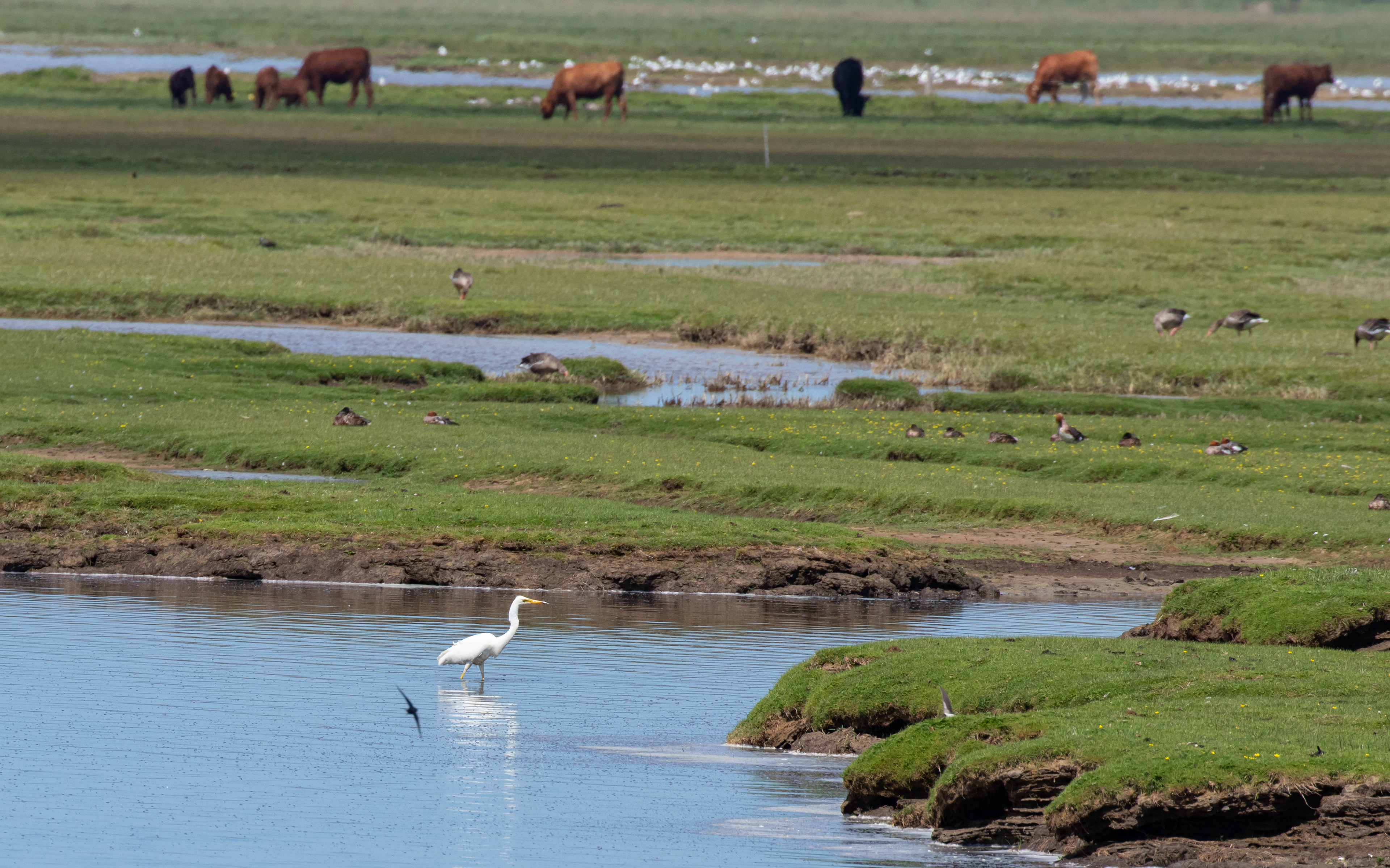Sølvhejre ved Bygholm Vejle