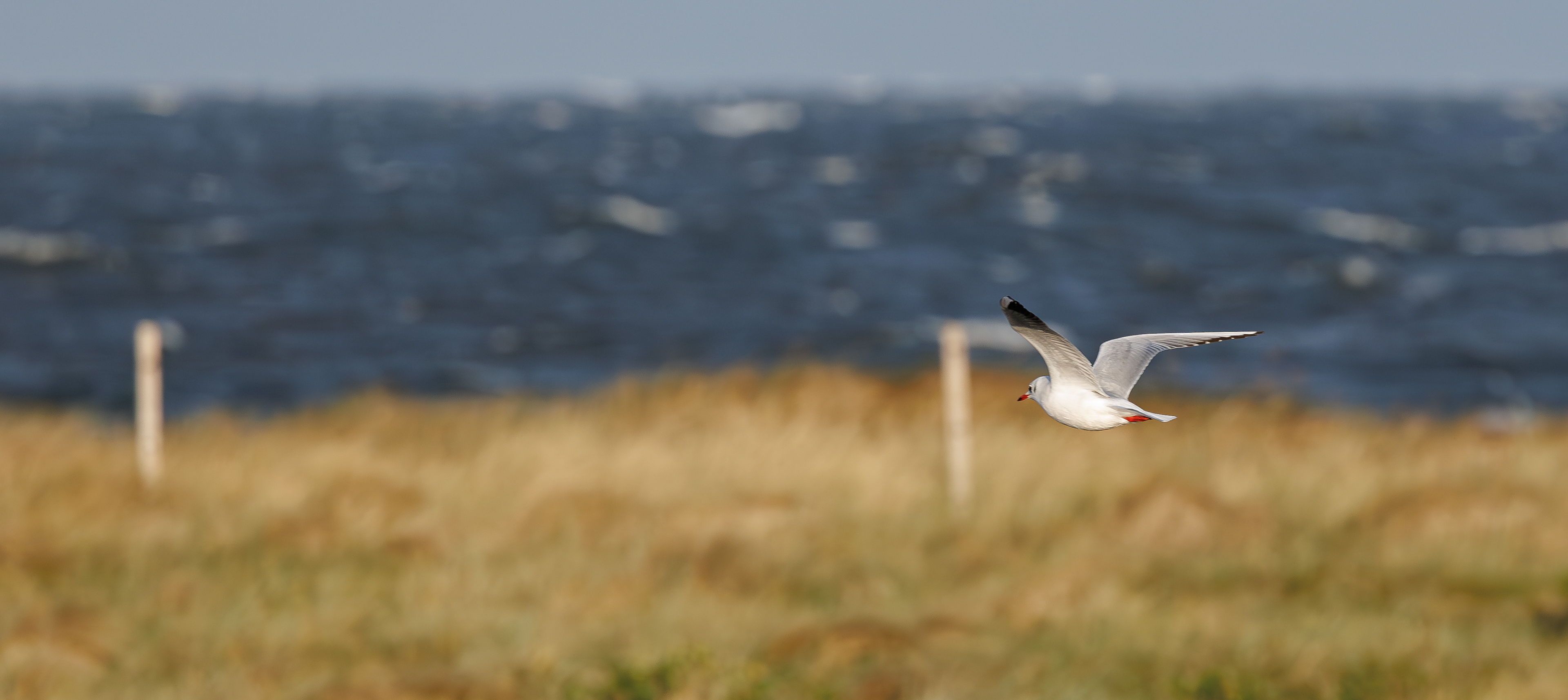 Hættemåge over Flommen