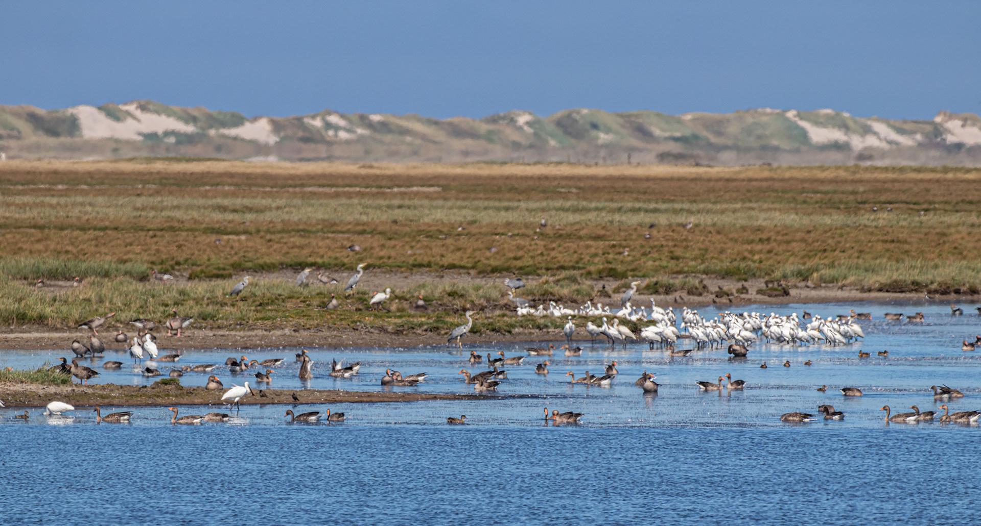 Udsigt med fugle over vådområde på Agger Tange