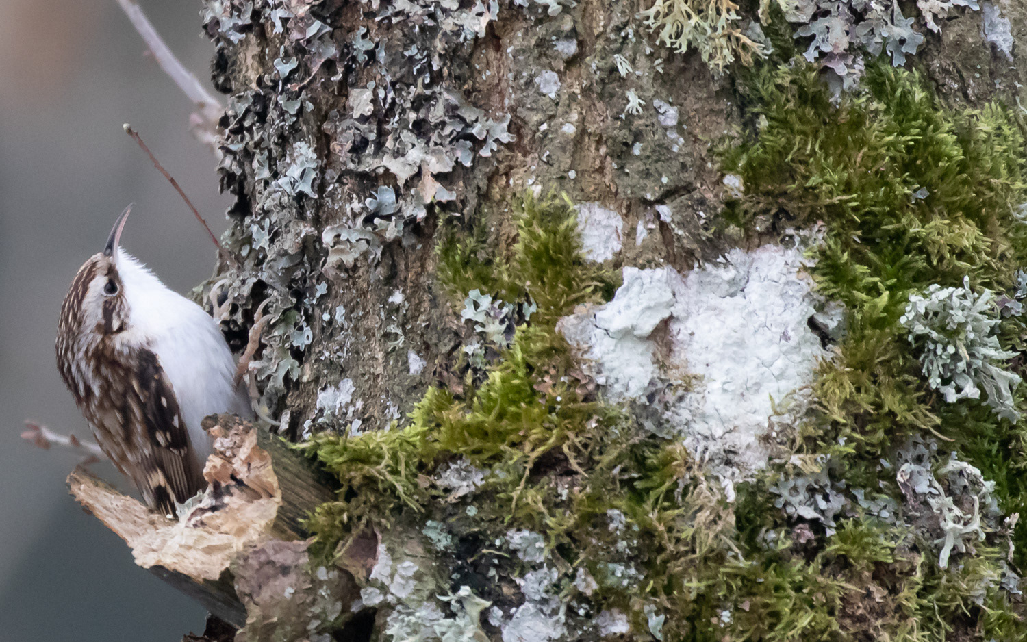 Træløber. Rebild Bakker 15.1.2021