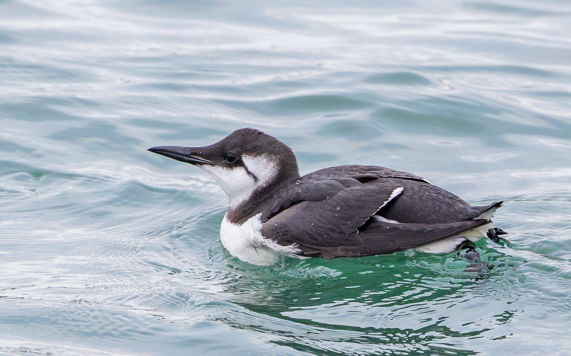 Lomvie i Hanstholm Havn