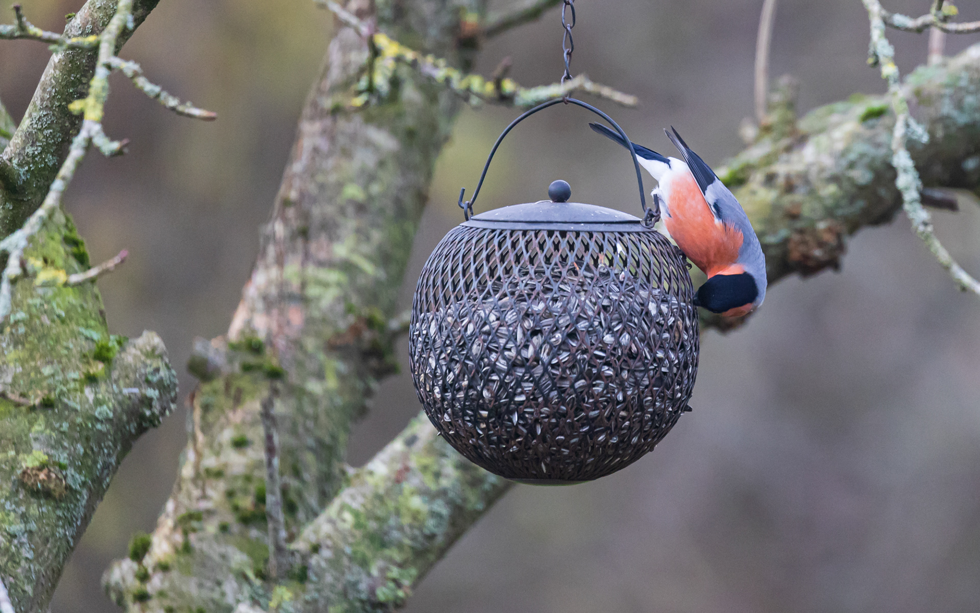 Dompap tager for sig af retterne. Hjemme i haven