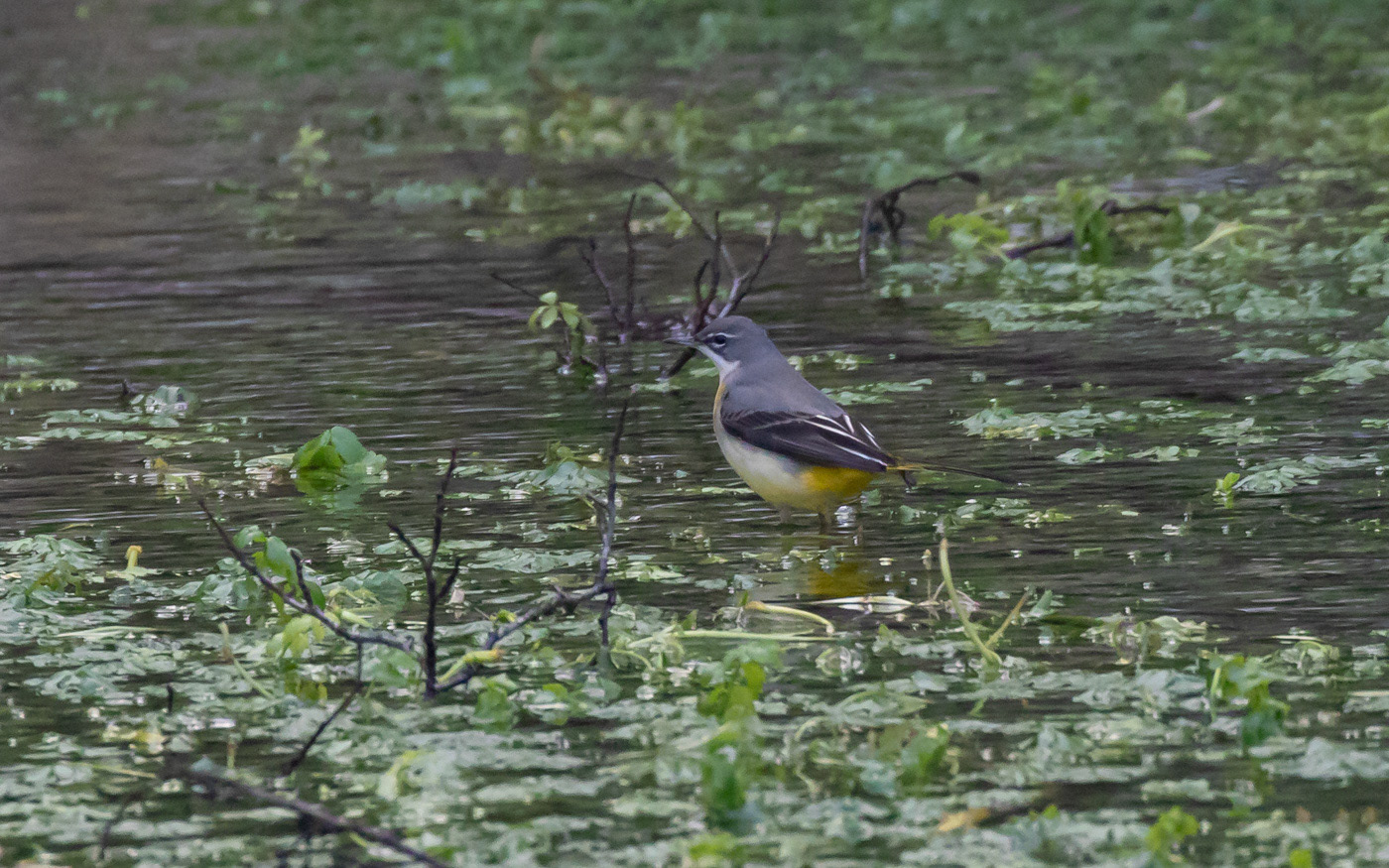 Bjergvipstjert ved Skillingbro