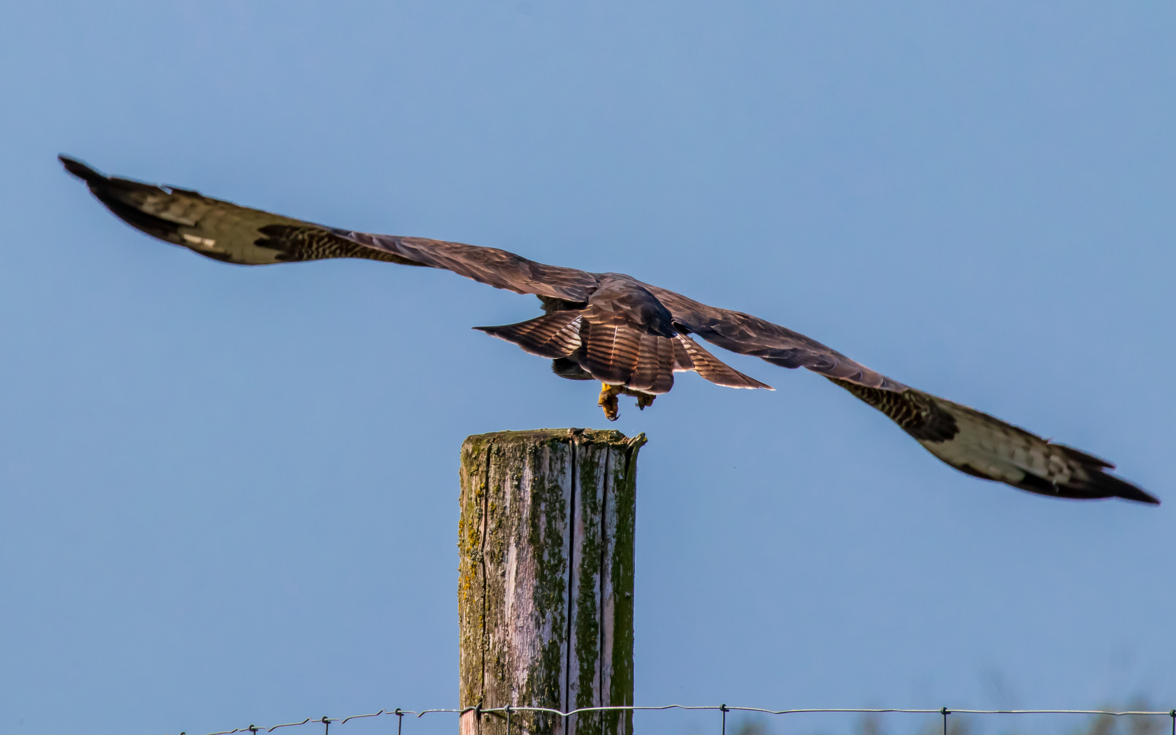 Nærbillede af musvåge på Hegnsvej