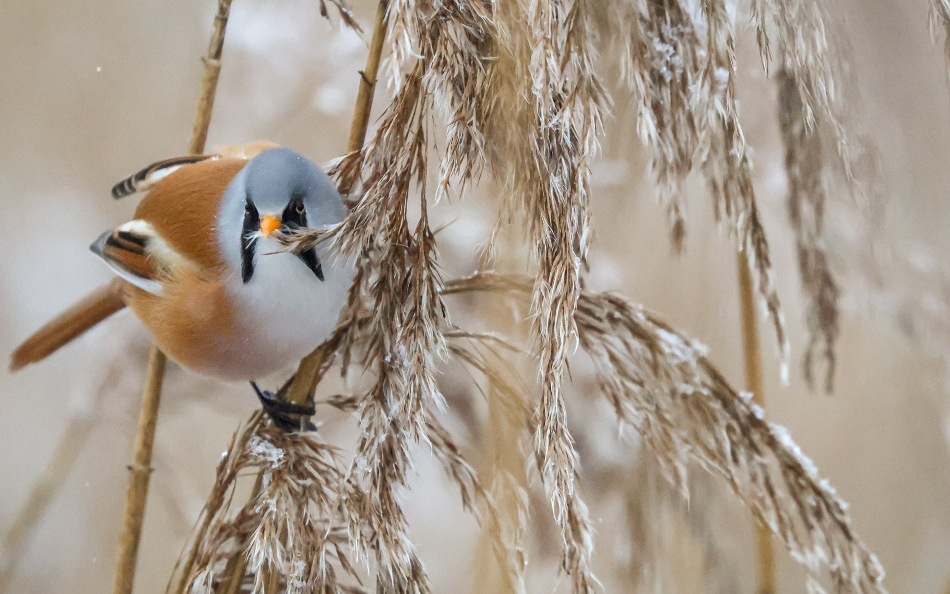 Skægmejser i Lille Vildmose