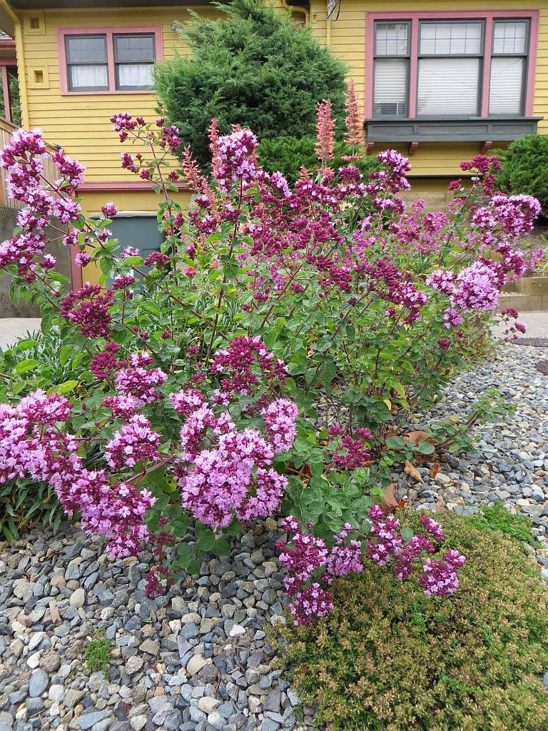 Origanum-vulgare-rosenkuppel