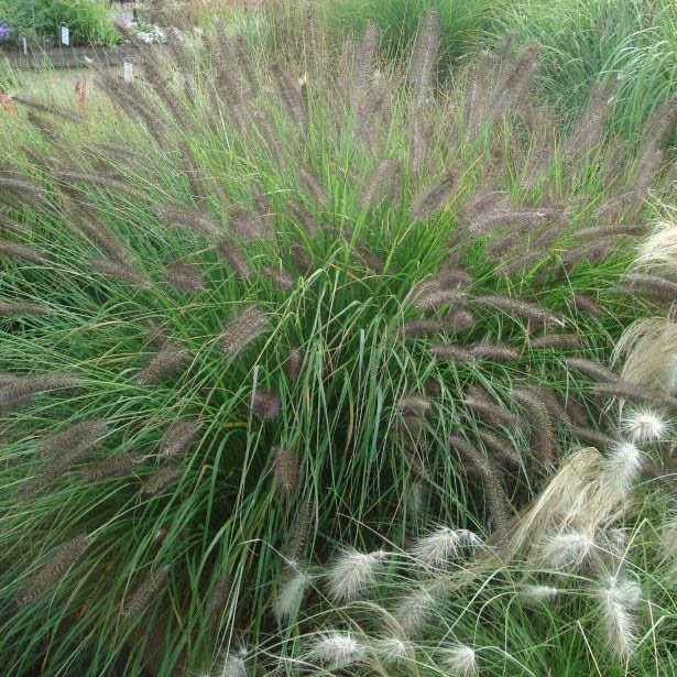 Stipa