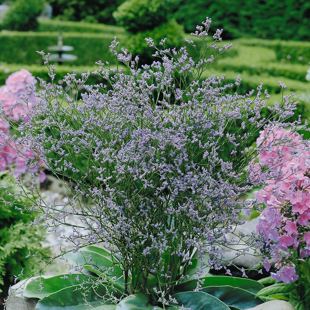 Limonium %atifolium