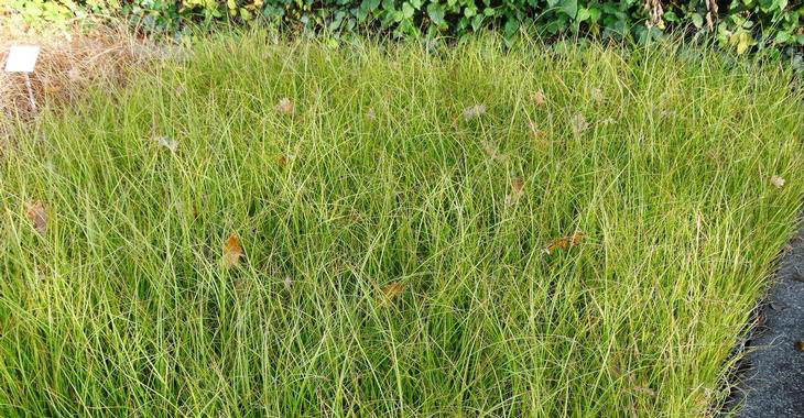 Carex green
