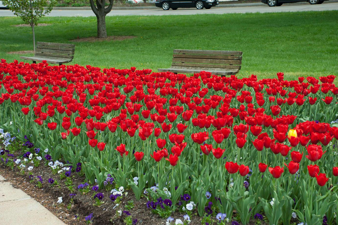 Tulip Rood