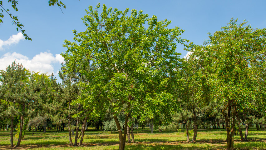 Morus Alba