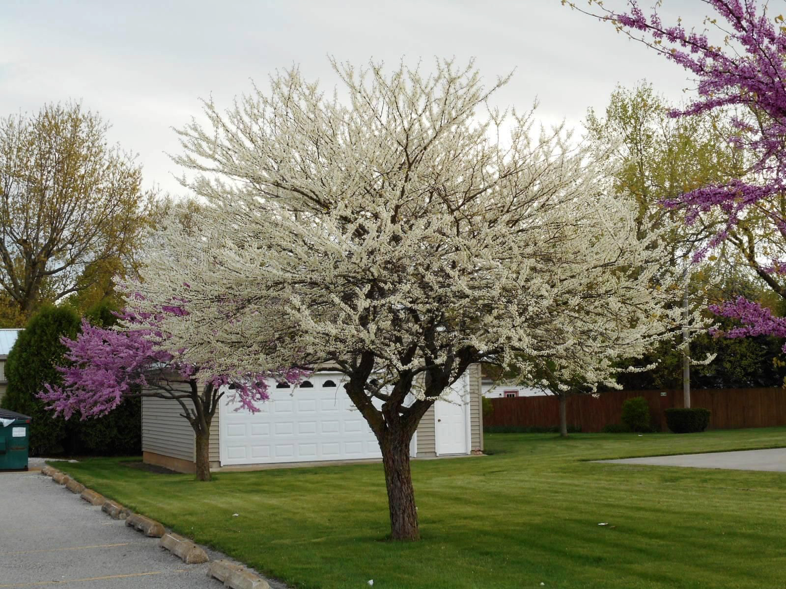 Cercis siliquastrum