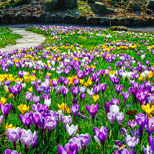Crocus Mix