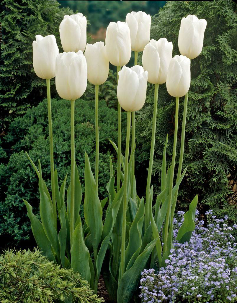 Tulip Wit