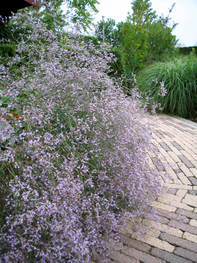 Limonium Latifolium 2