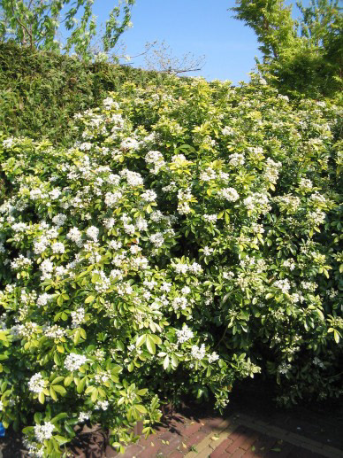 choisya Ternata