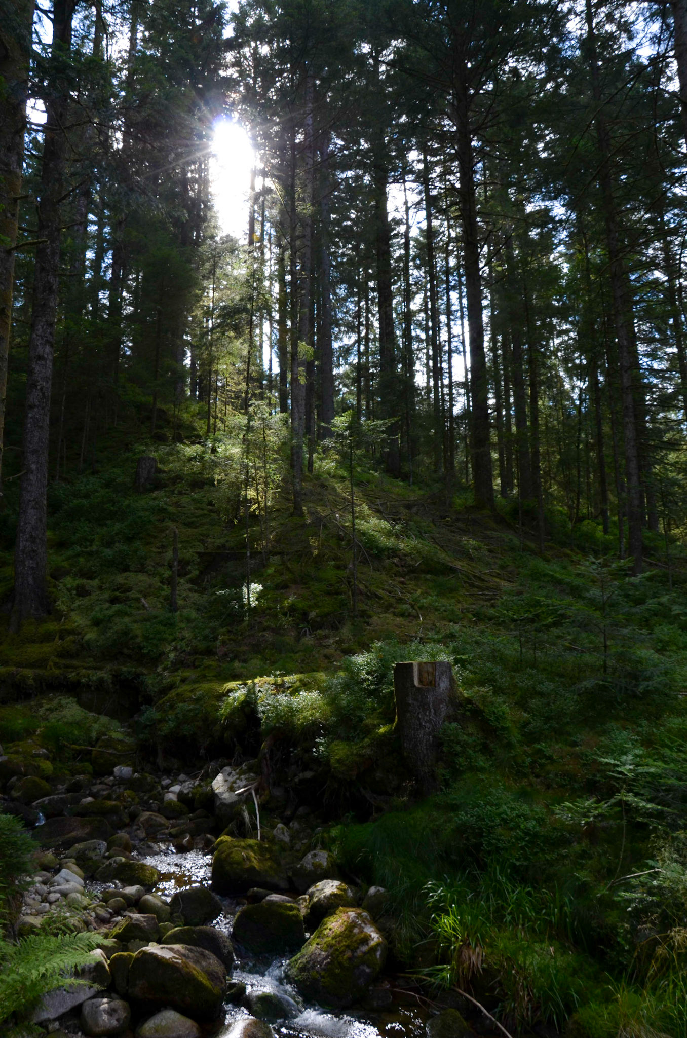 Sunlight trough trees