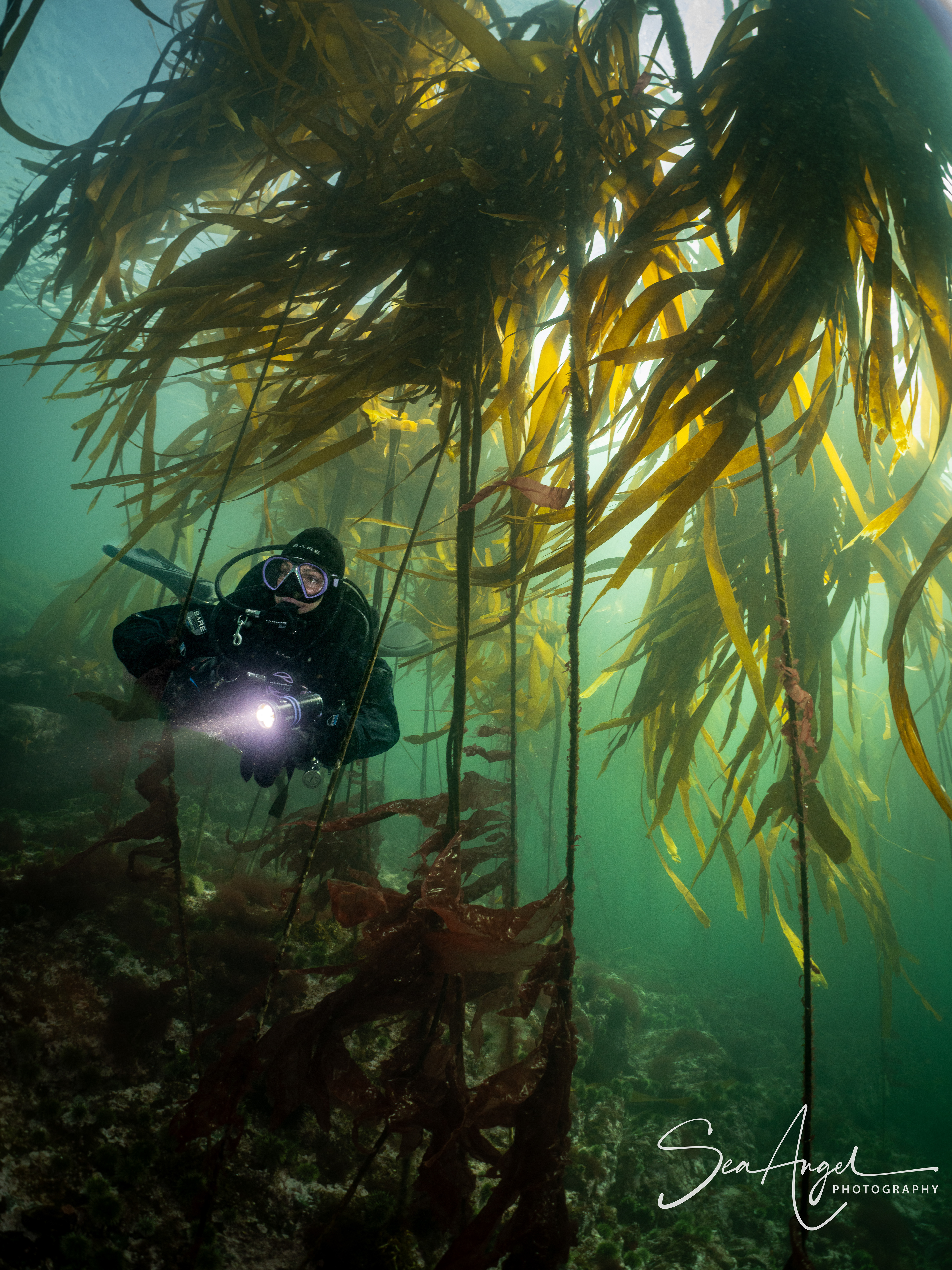 Bull kelp is a summer wonder