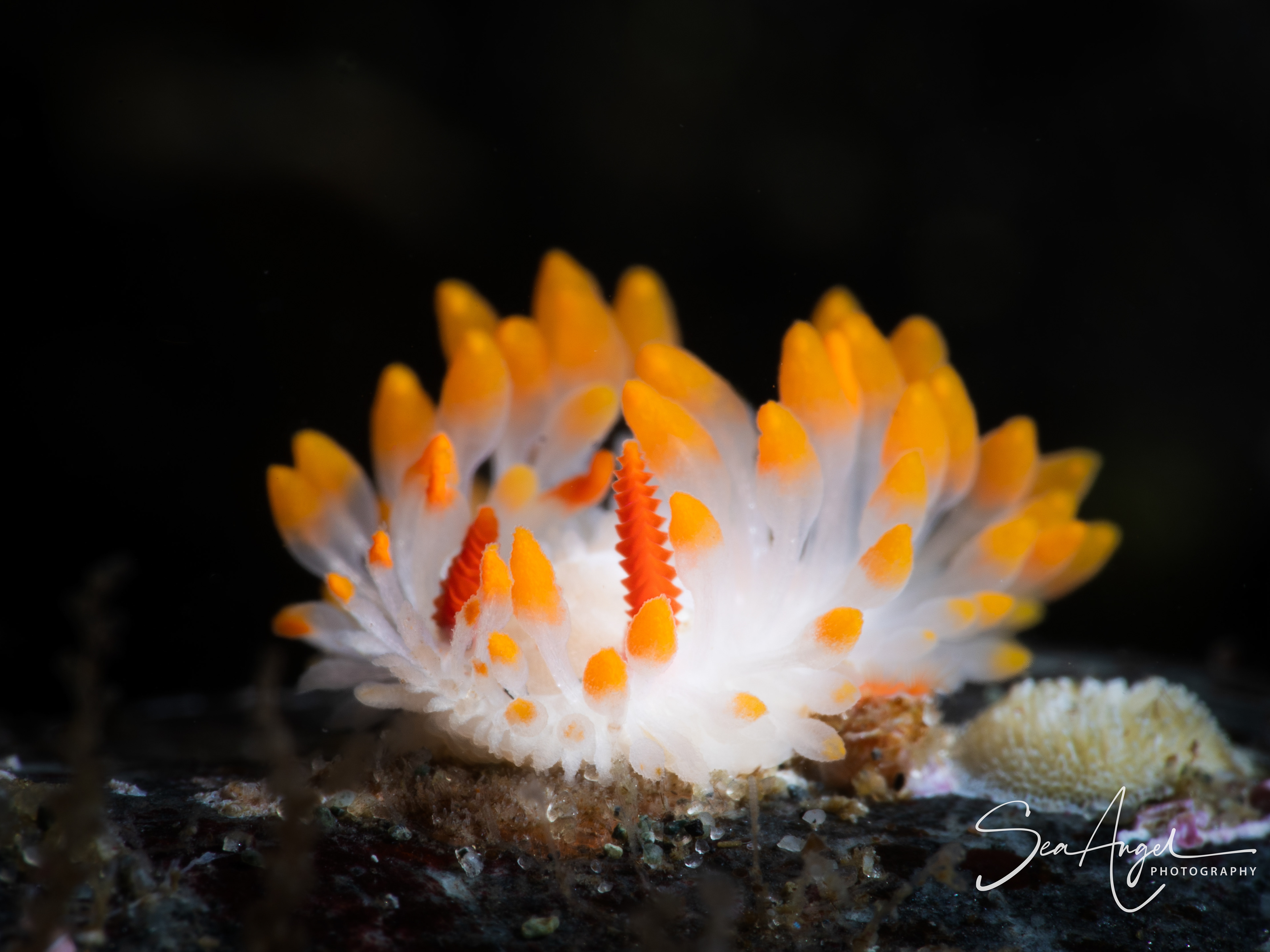 Cockerell's nudibranch