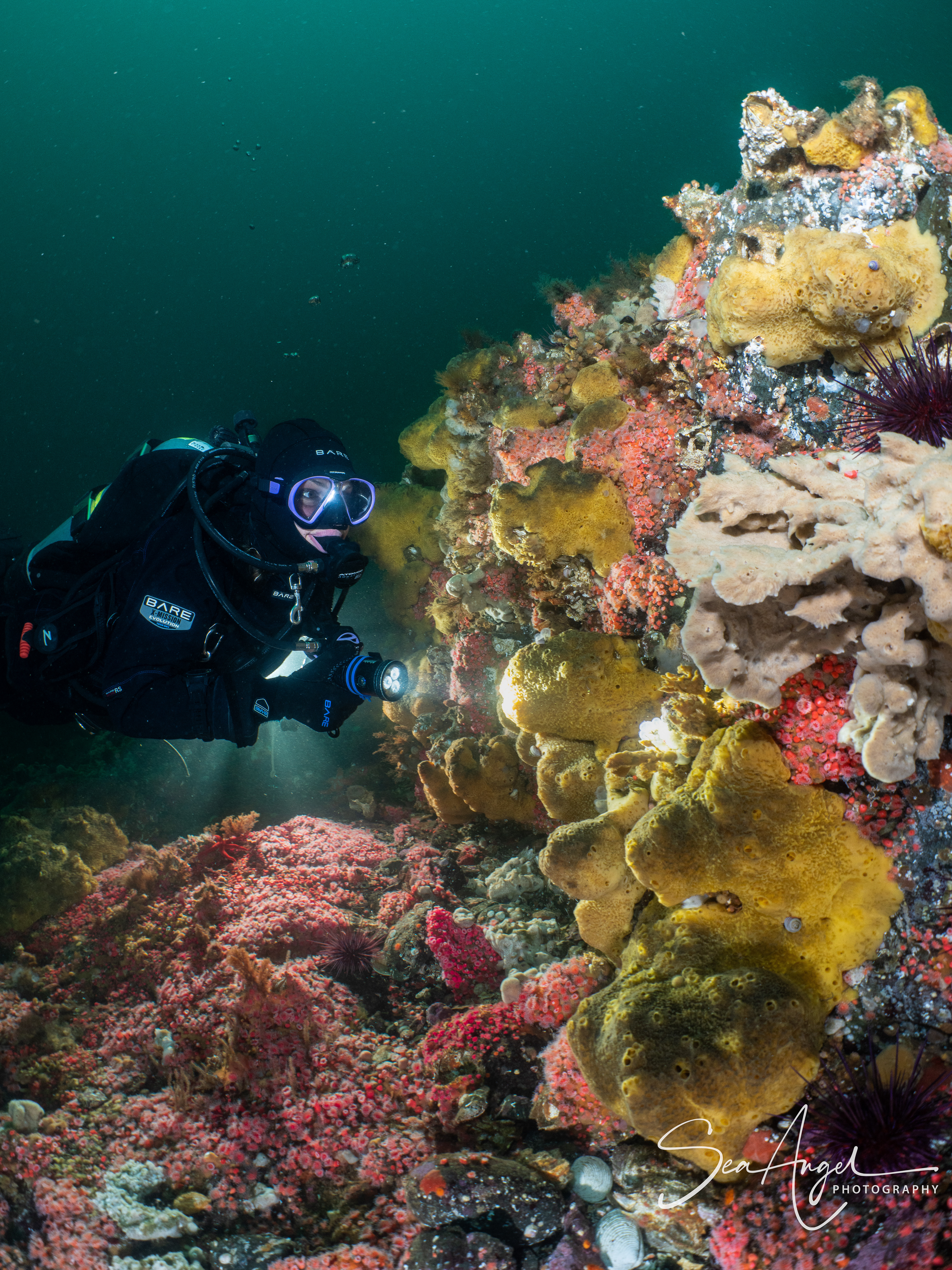 Sponges and anemones at Grouse Island