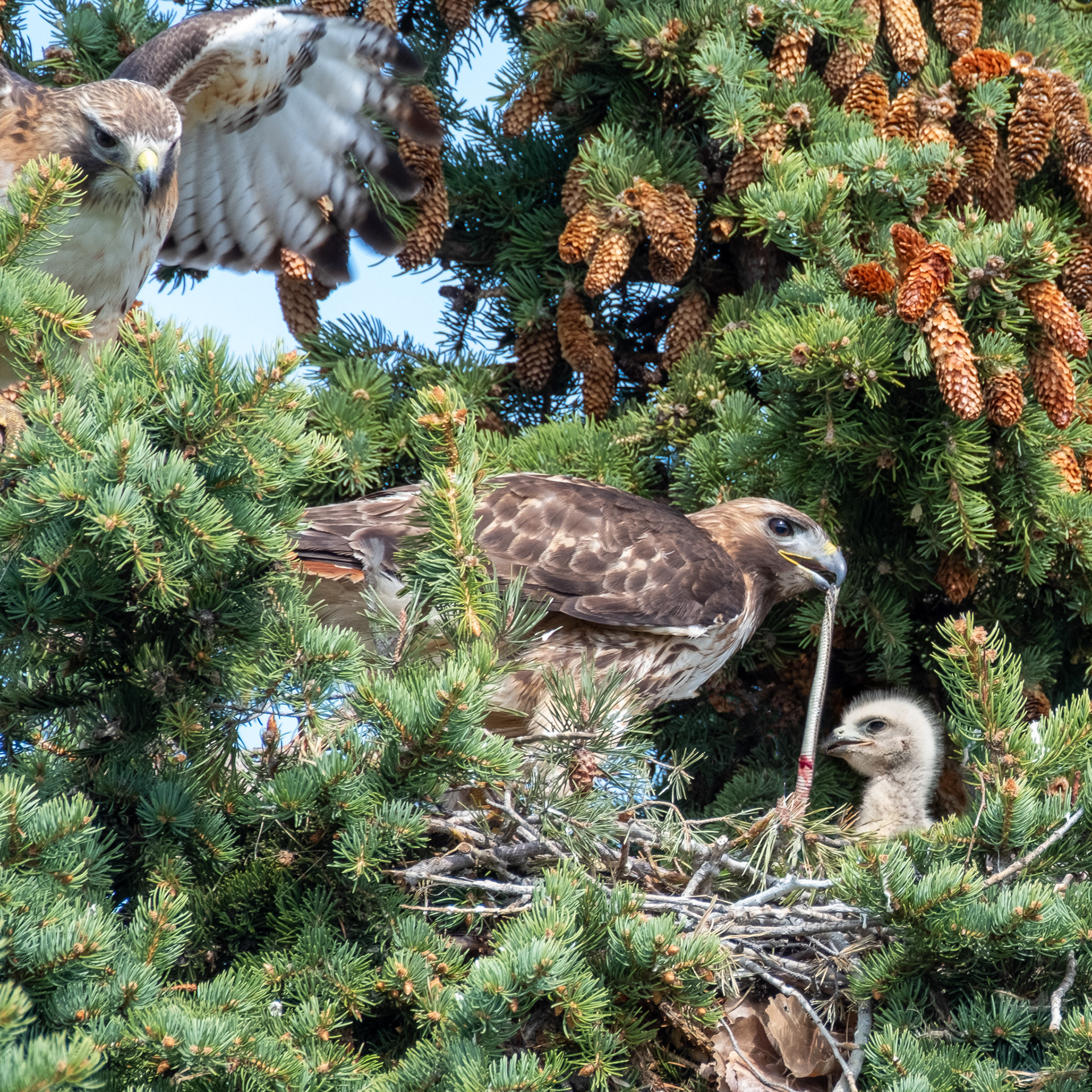 Redtail Hawks