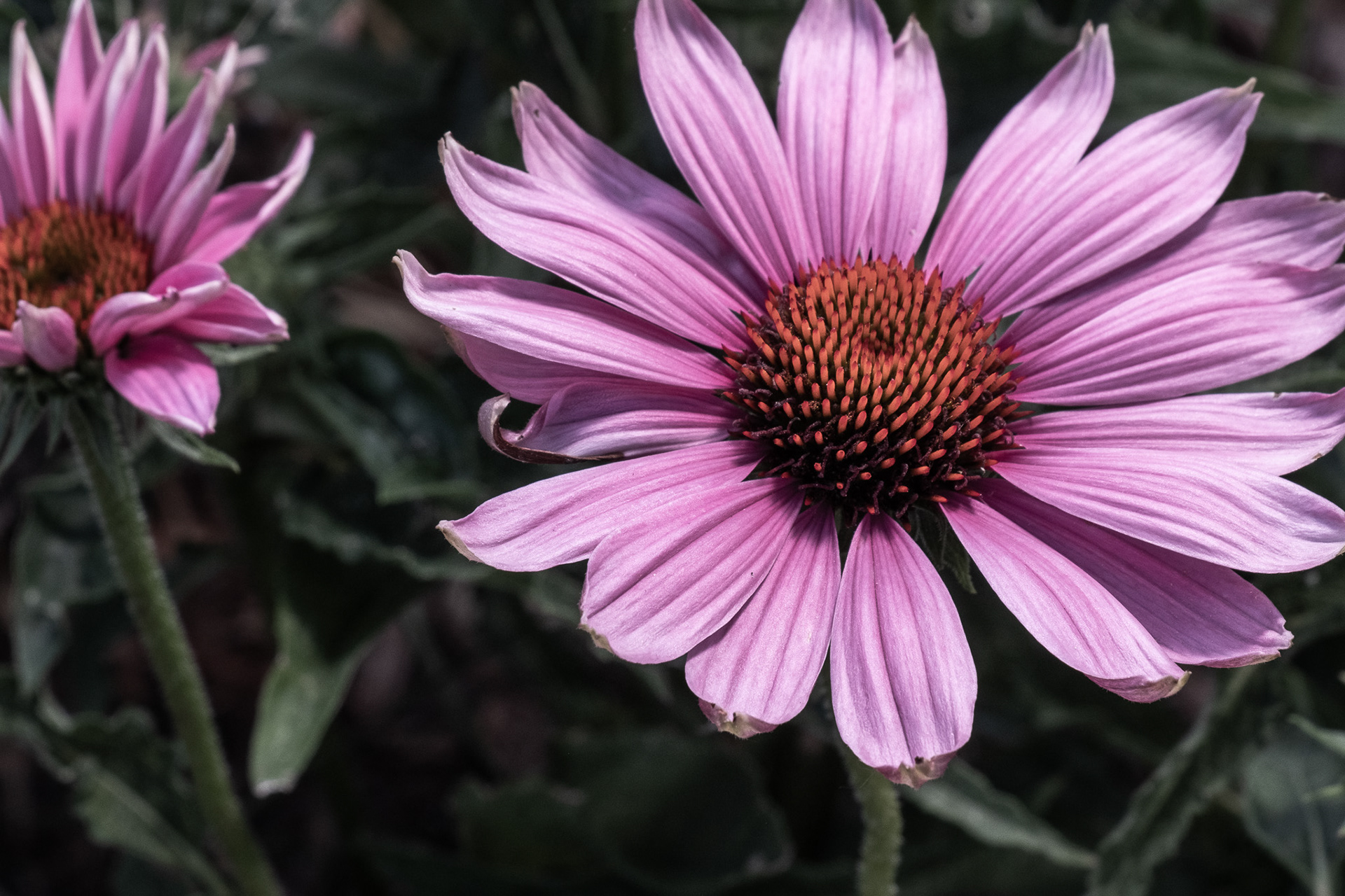 Daisies