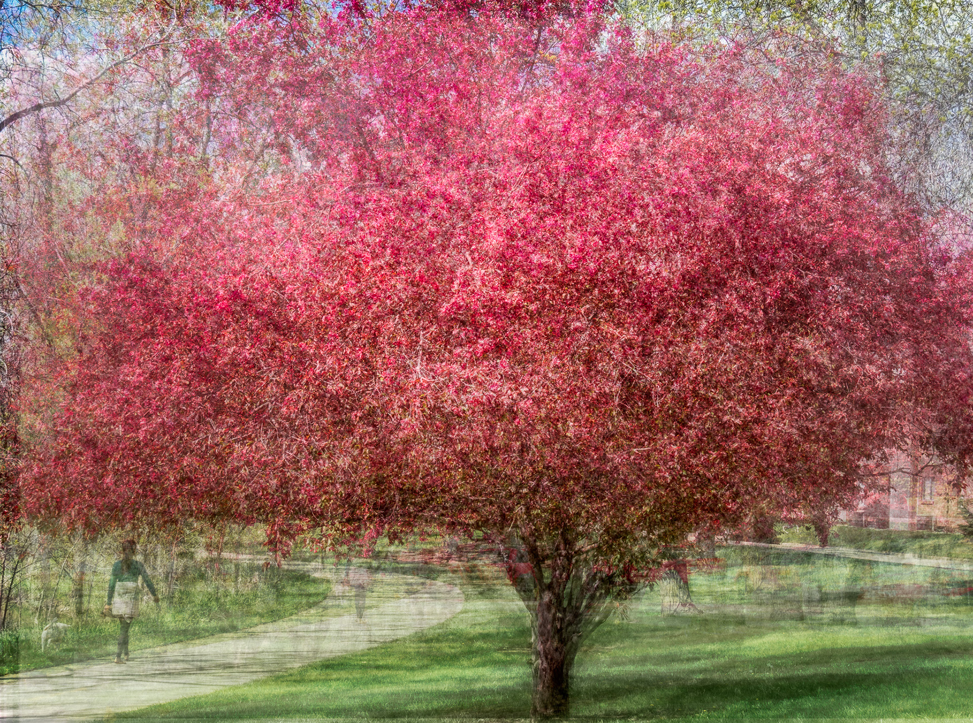 Spring Creek Flowering Tree