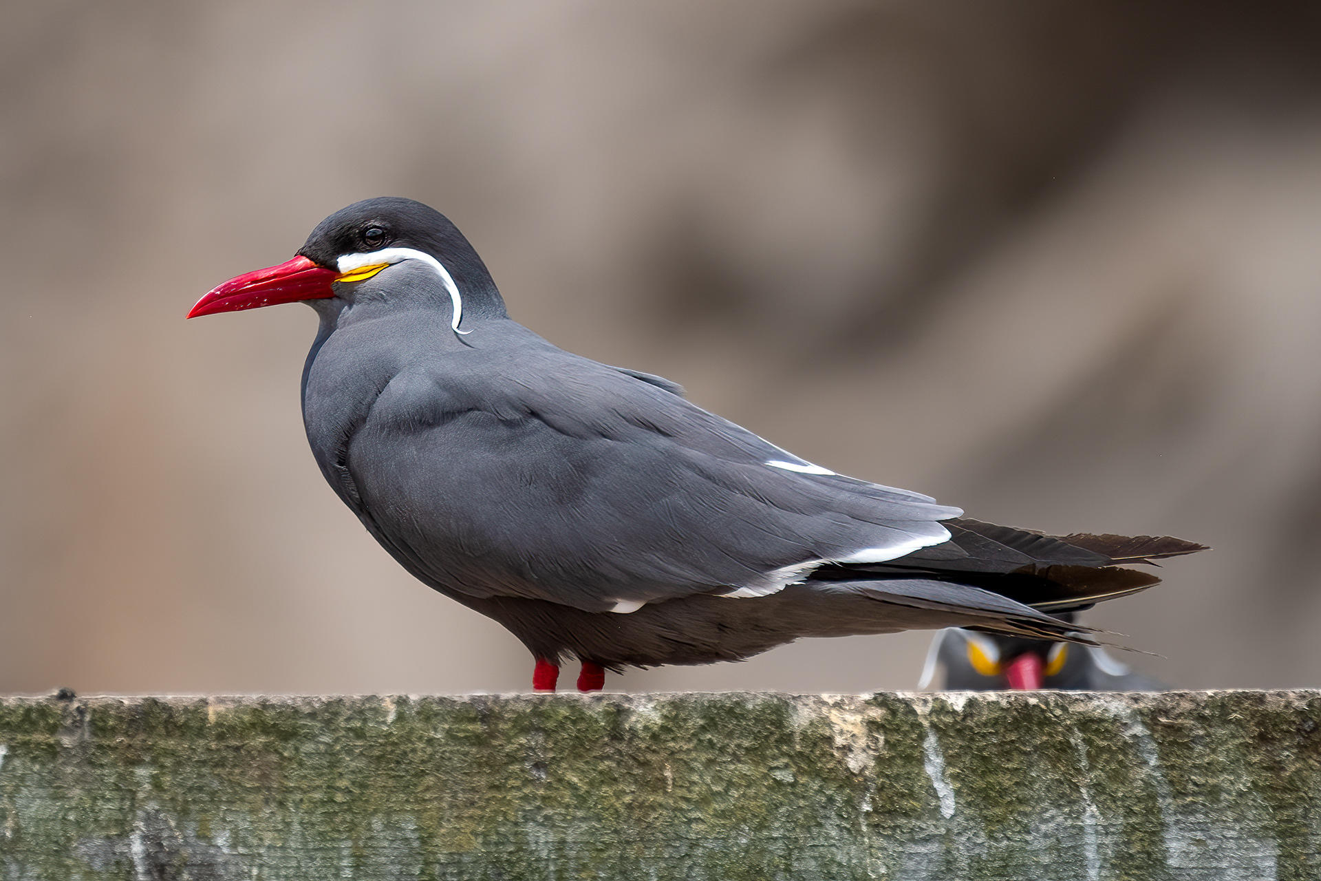Inca Tern