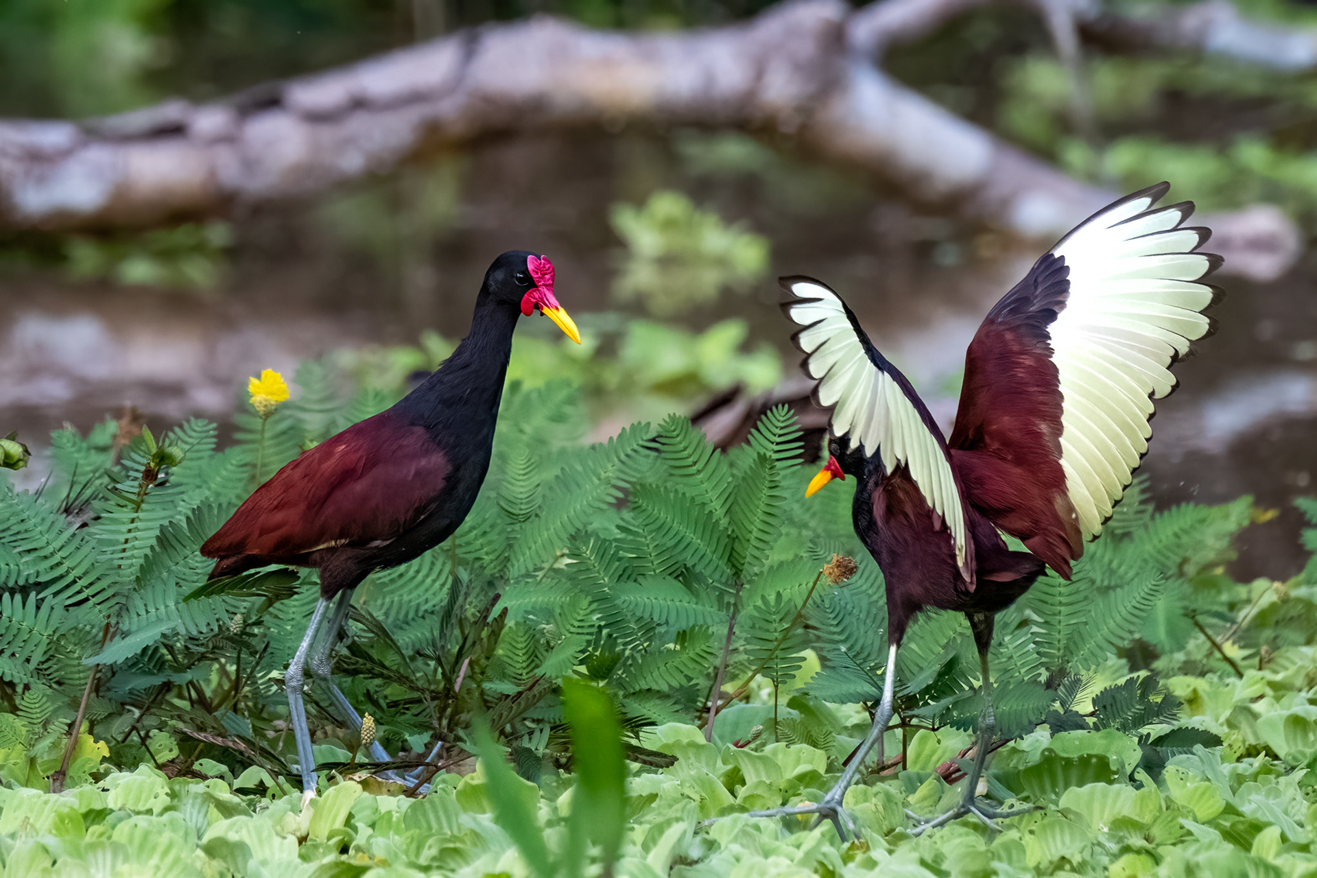 Wattled Jacana
