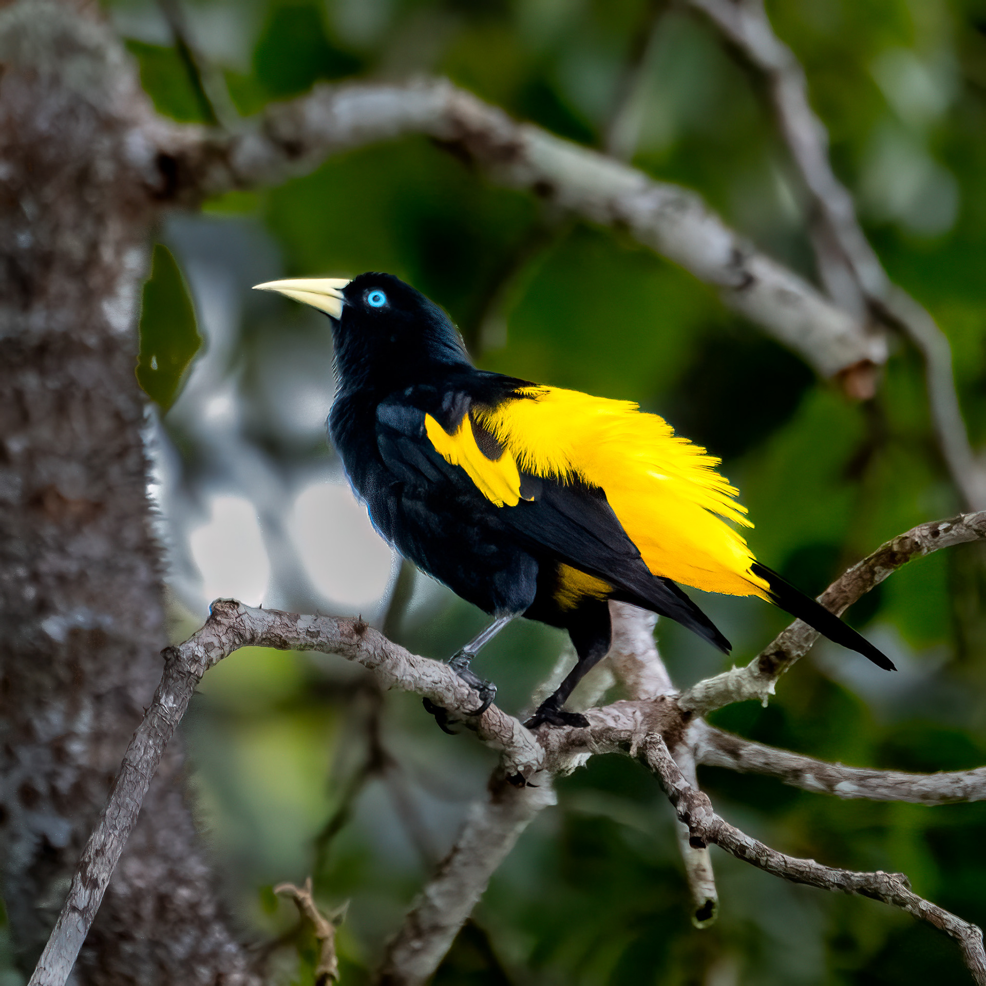 Yellow-rumped Casique