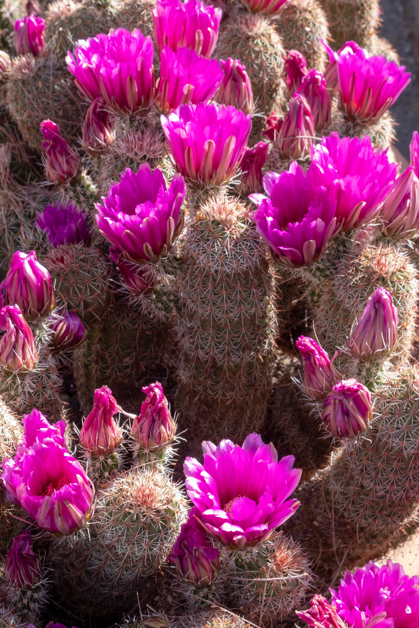 Sonoran Desert Museum