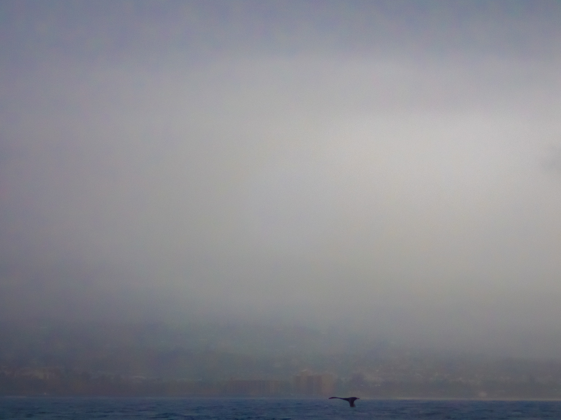Whale watching in heavy weather!