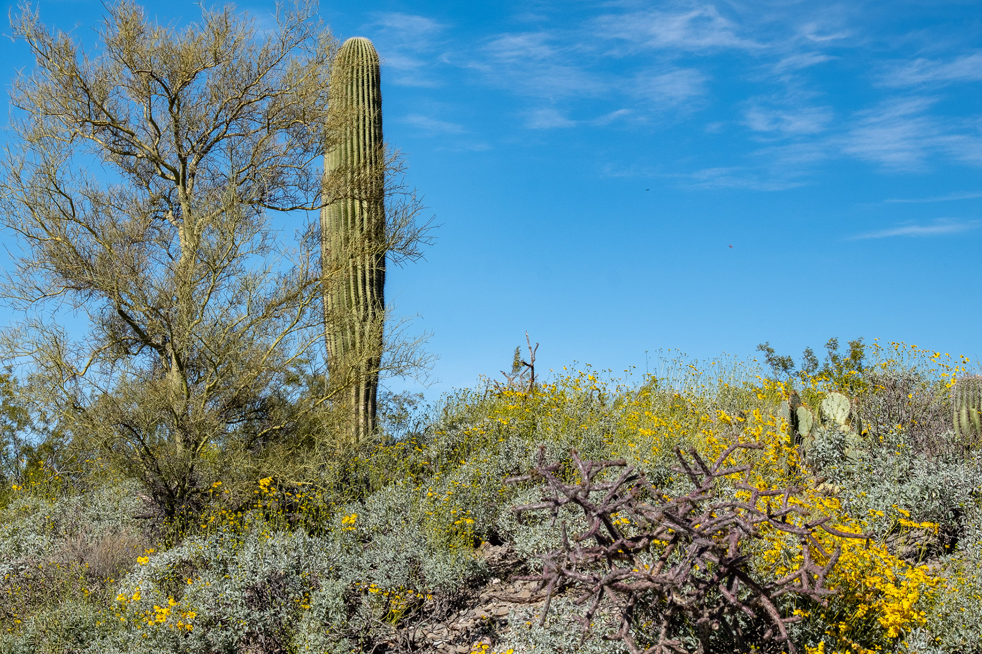 Saguaro National Park