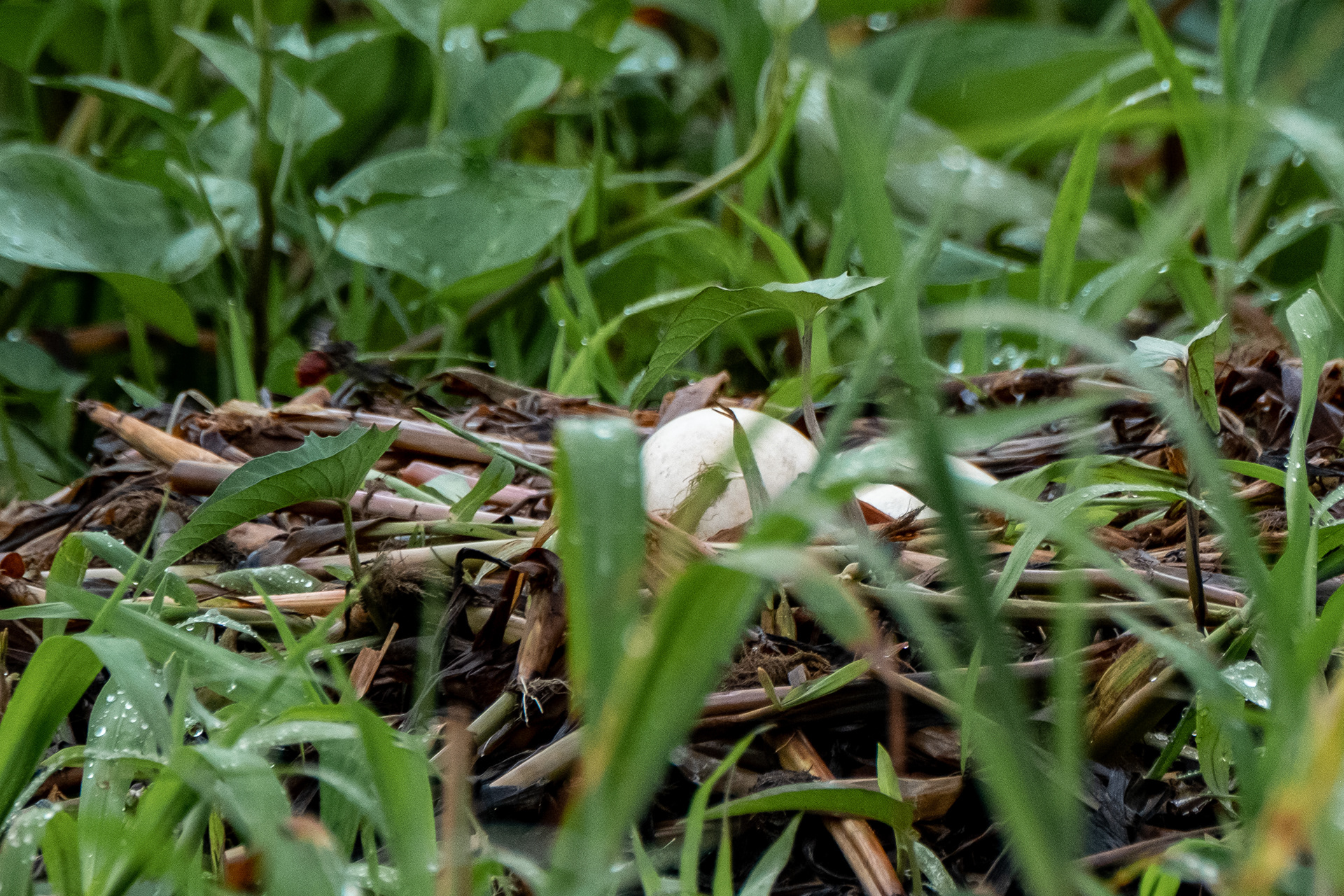 Horned Screamer Eggs