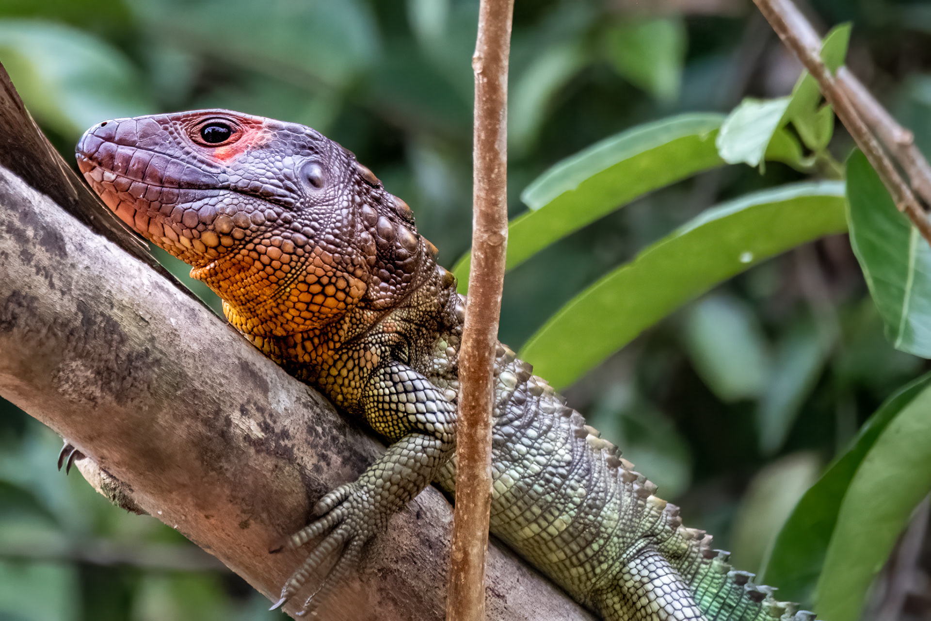 Red-headed caiman lizard