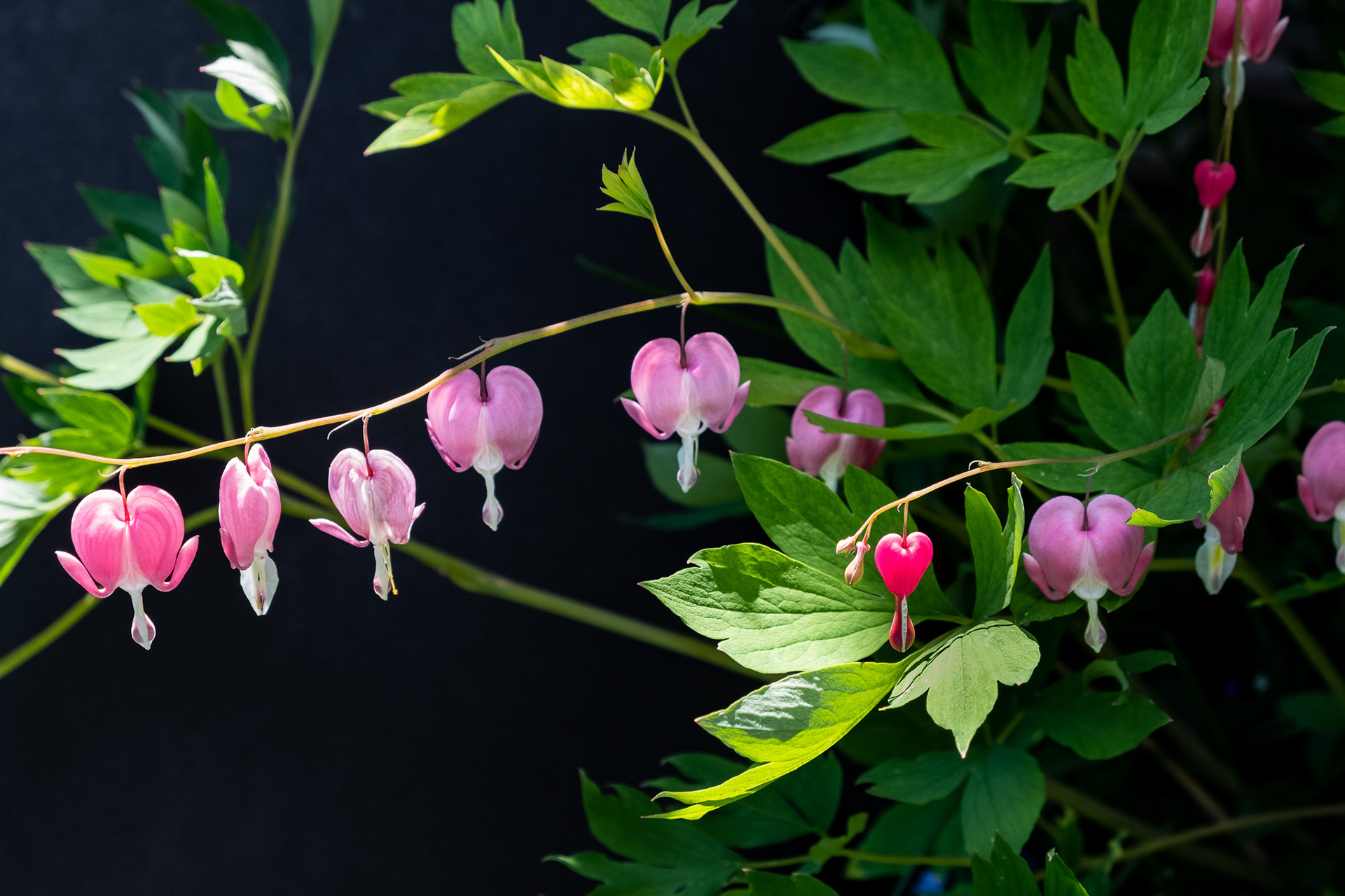 Bleeding Hearts