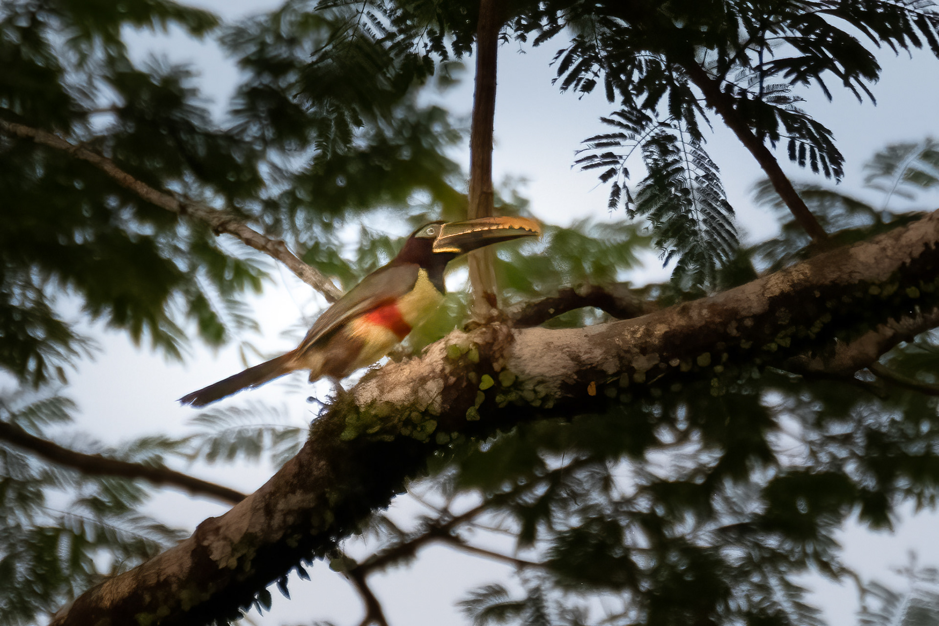 Chestnut-eared AracariCoc