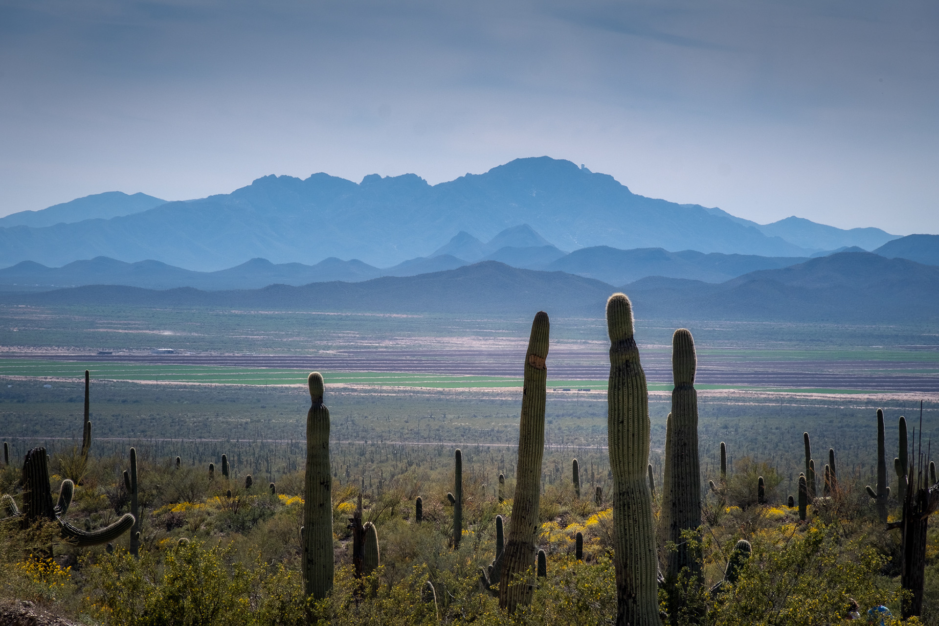 Sonoran Desert Museum