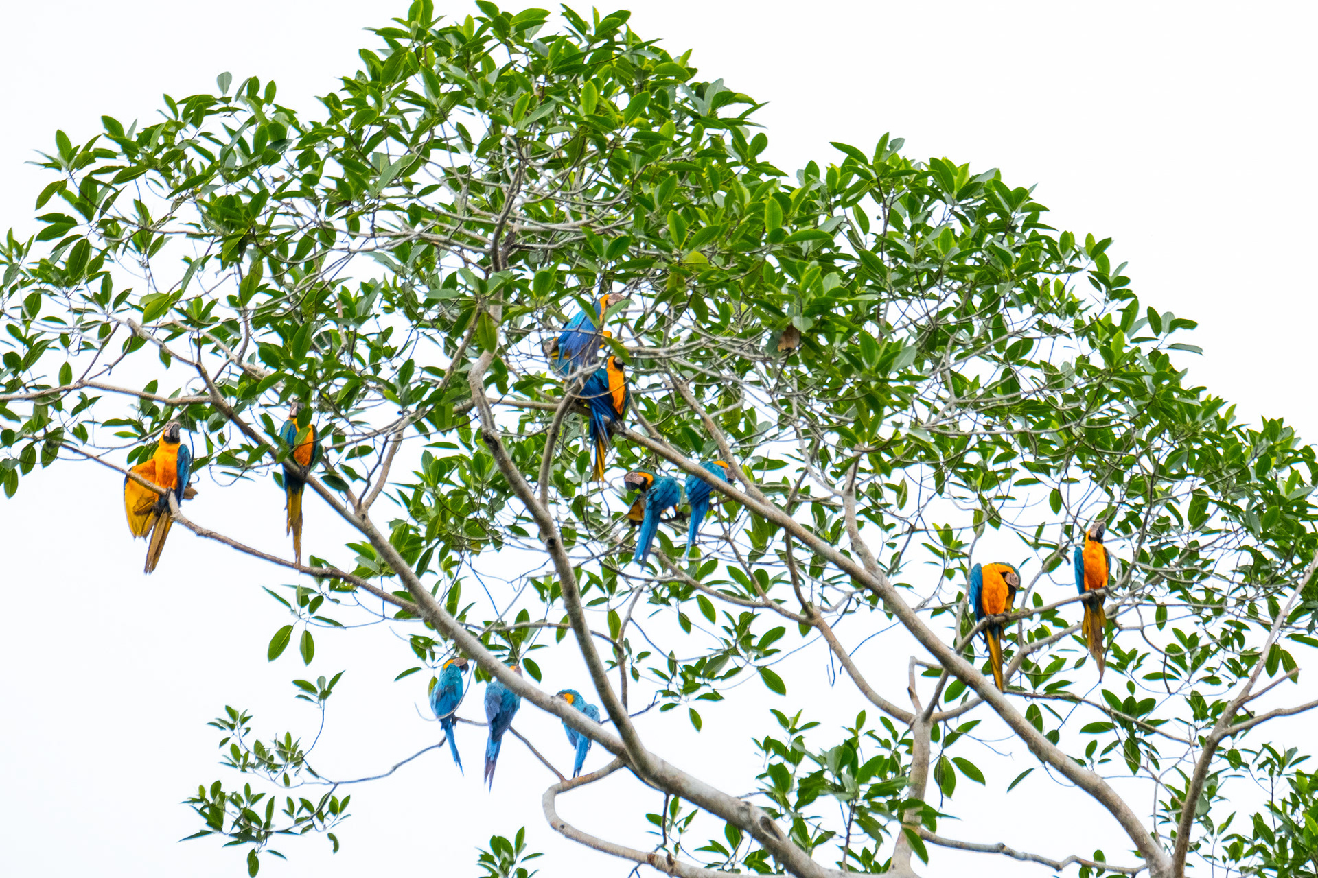 Blue and Yellow Macaws