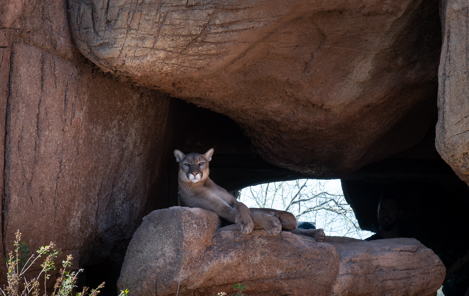 Sonoran Desert Museum