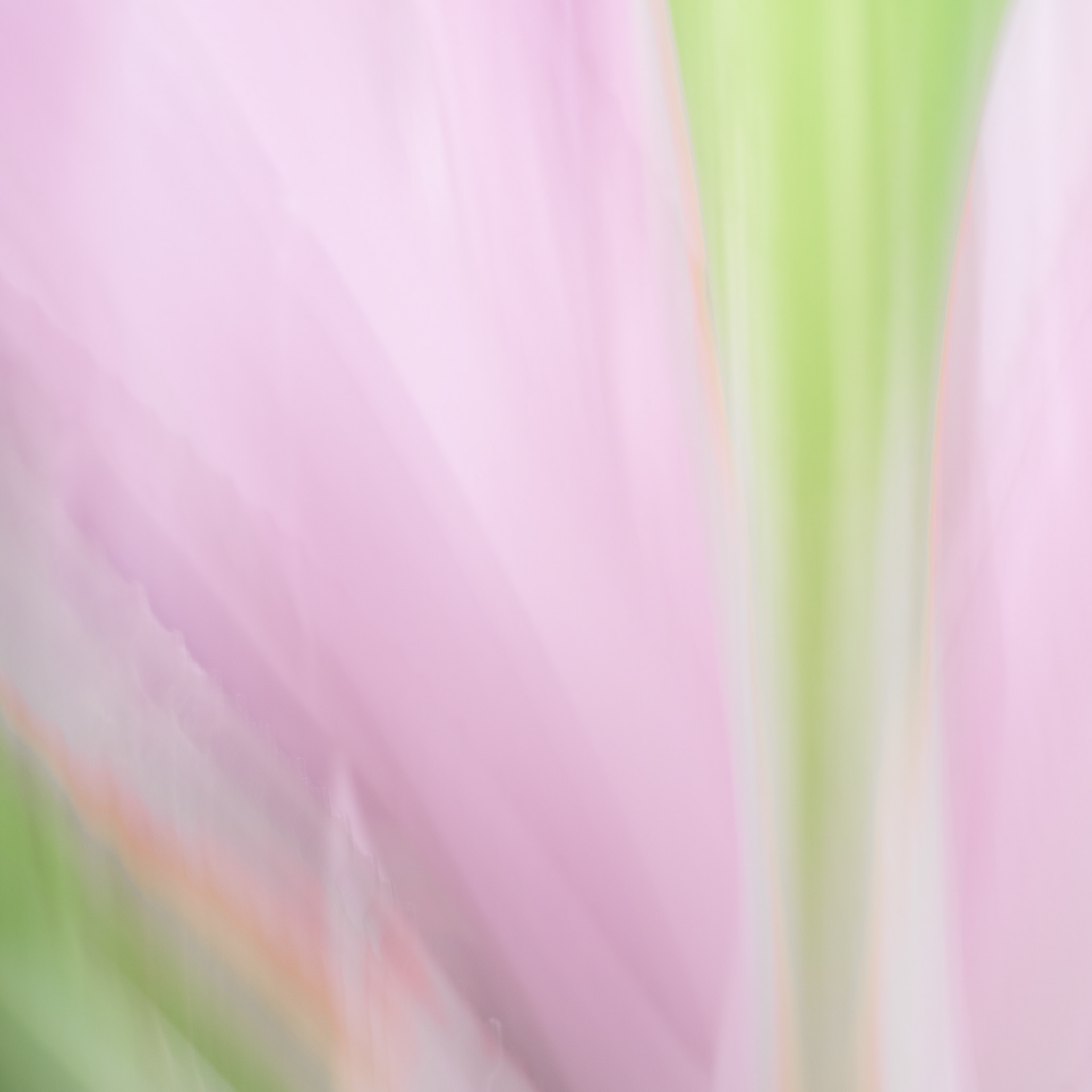 Impression of orchid, Big Island.