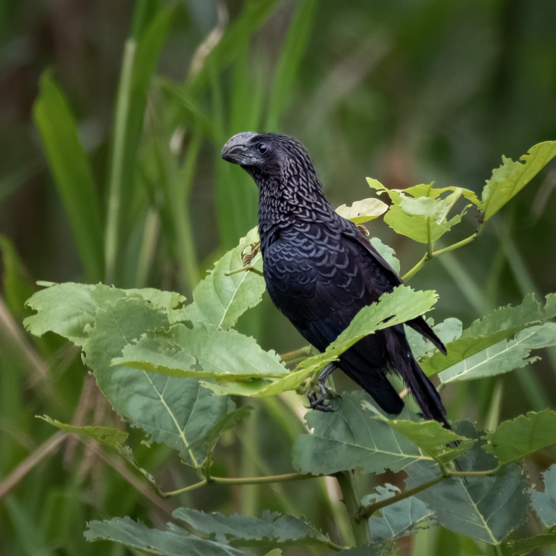 Smooth-billed Ani