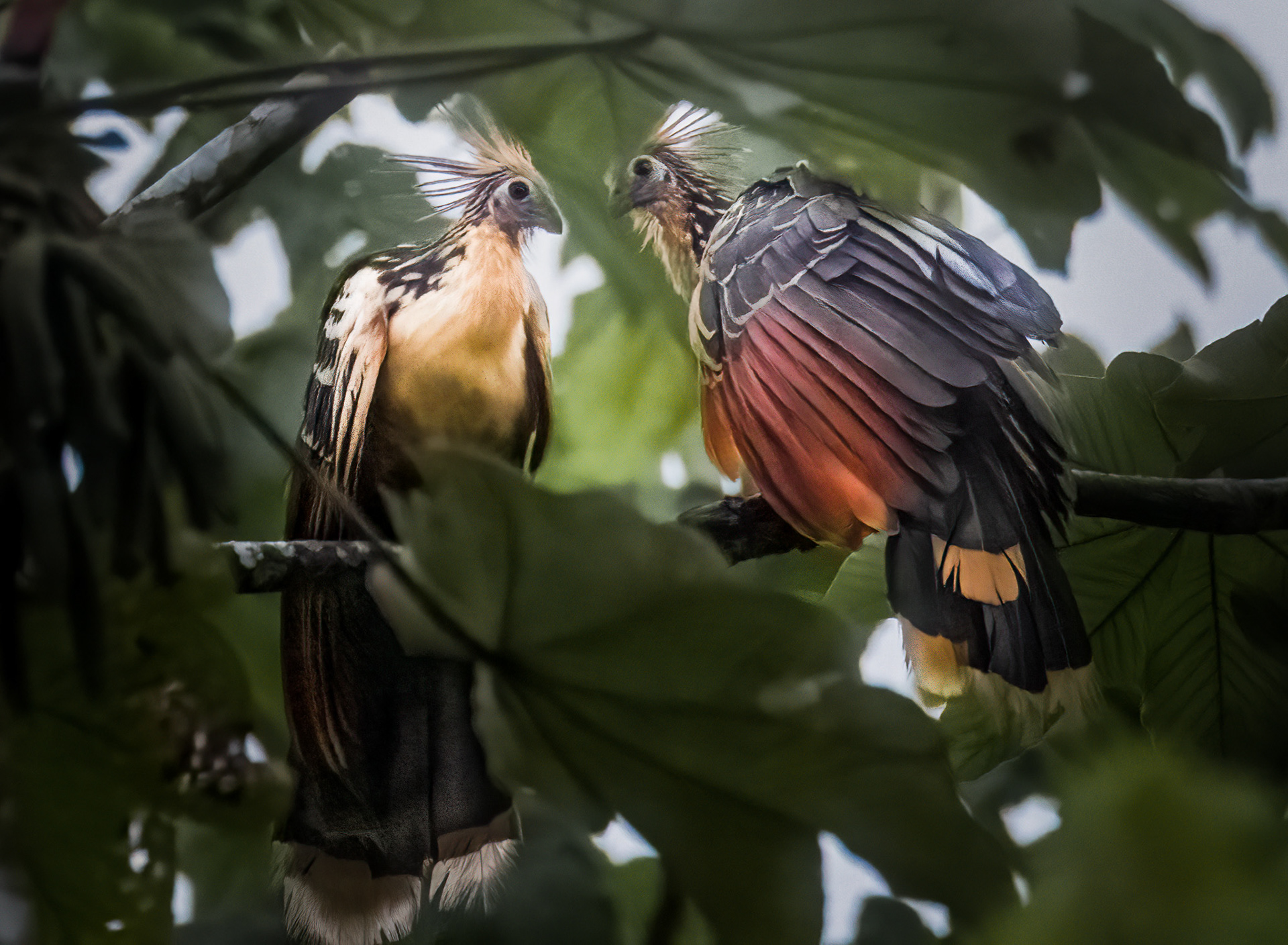 Hoatzin