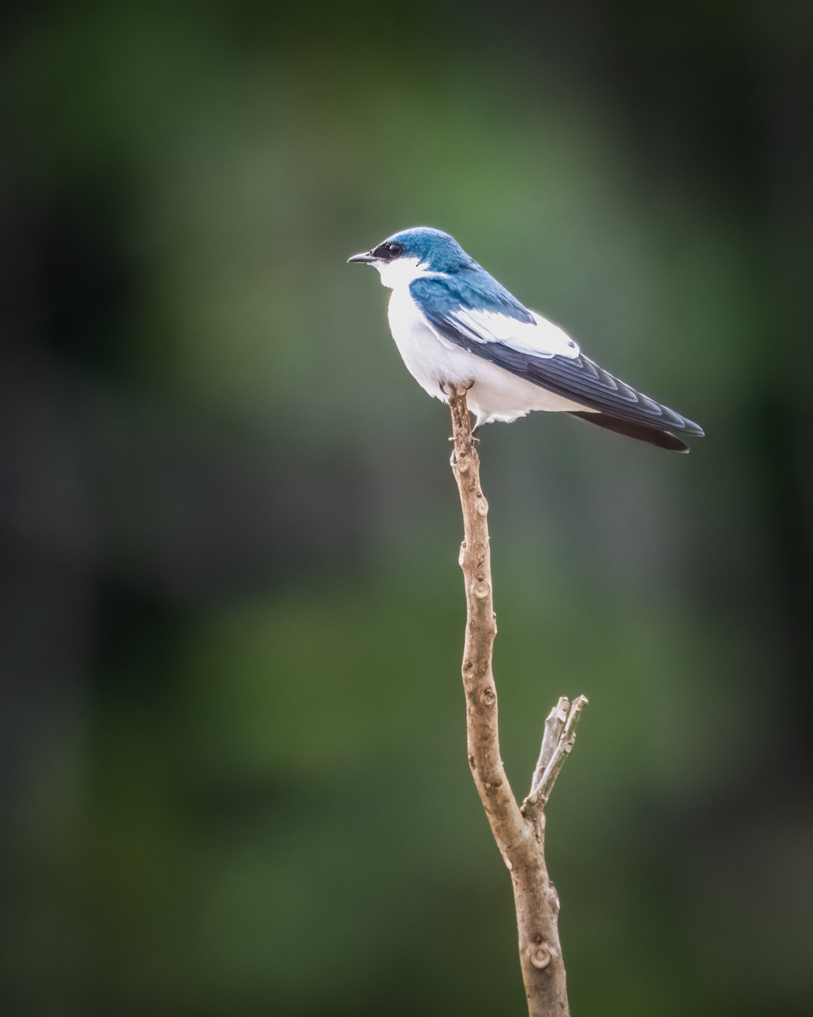 White-winged Swallow