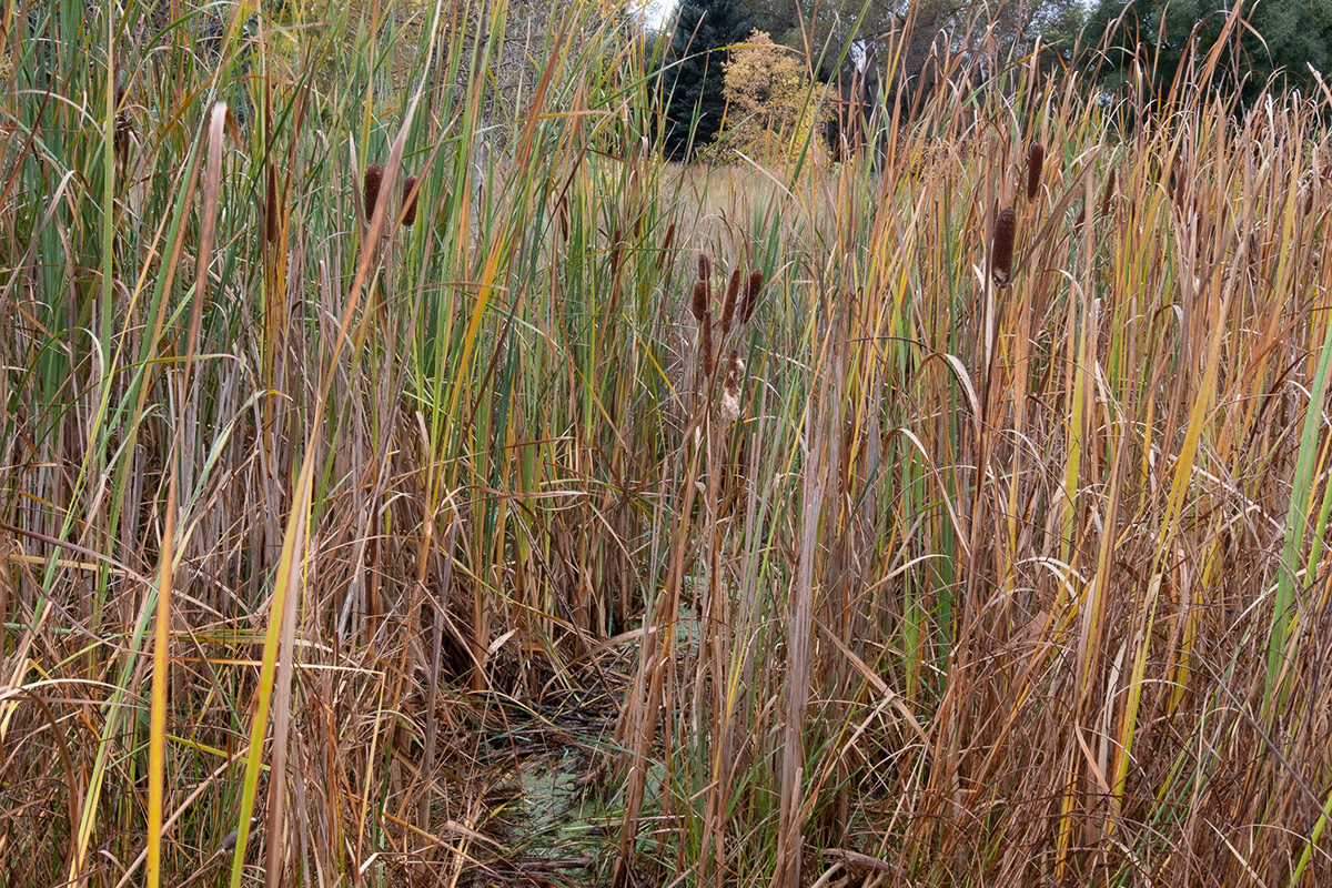 David Fanning Photography - Red Fox Meadows