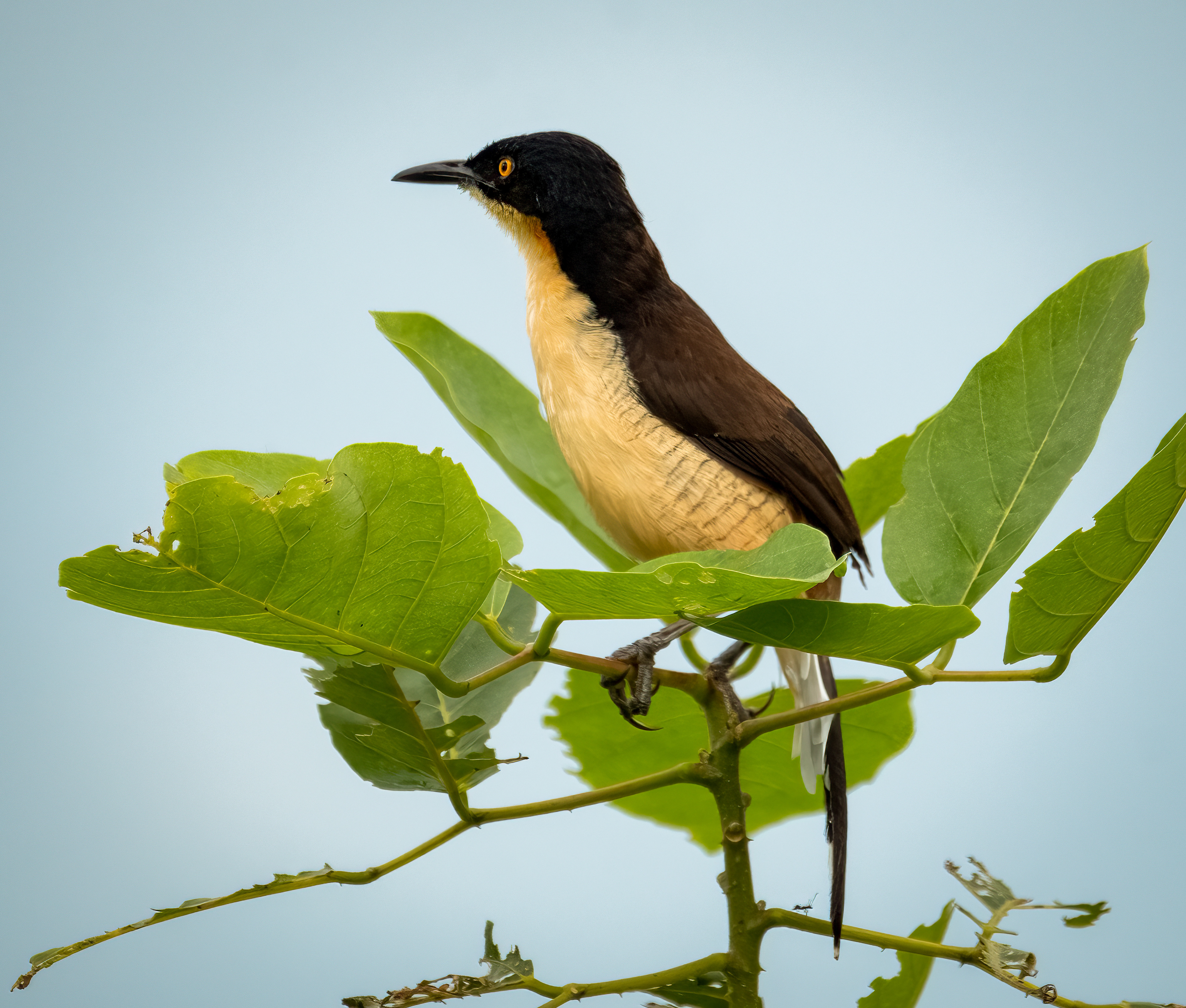 Black-capped Donacobius