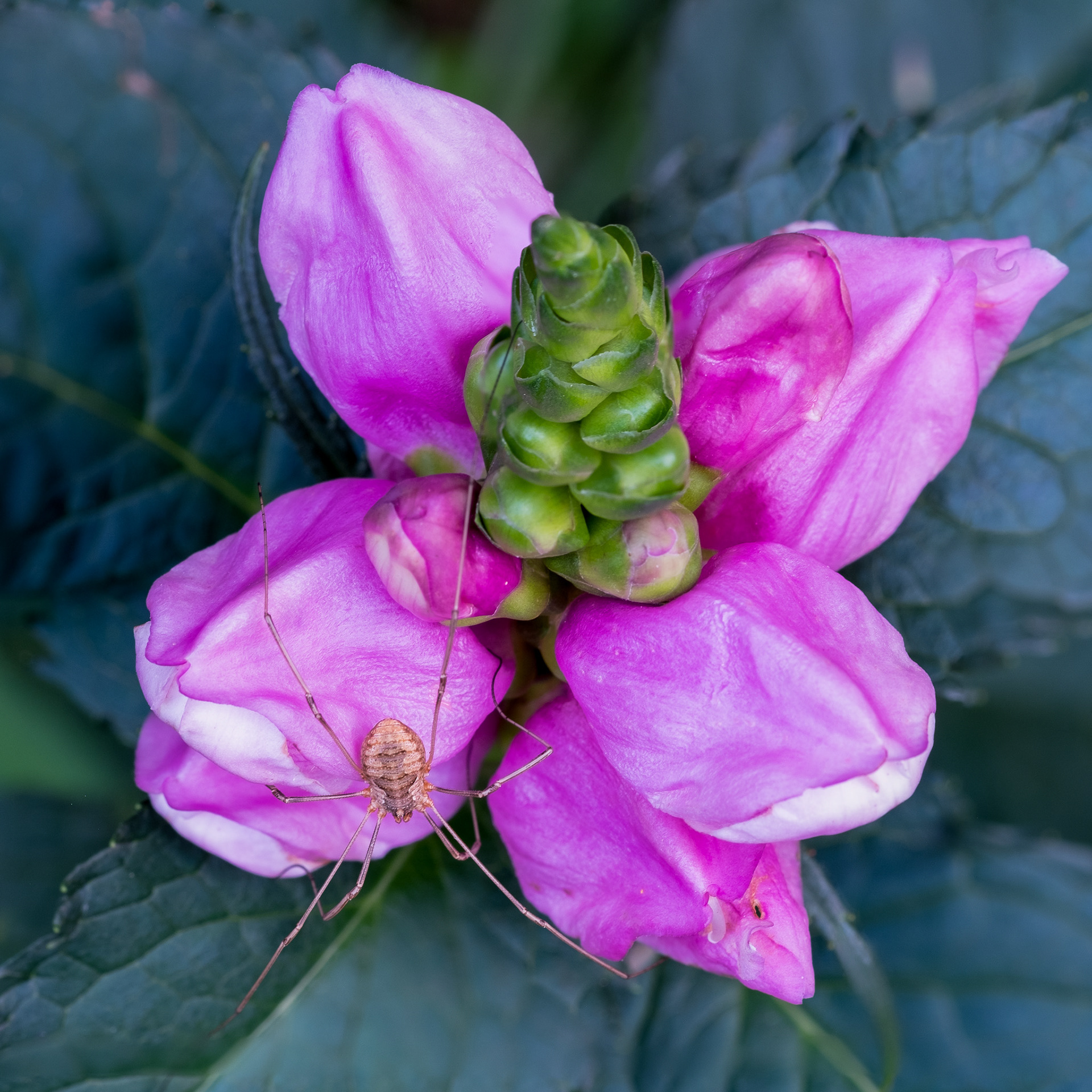 Red Turtlehead with Spider