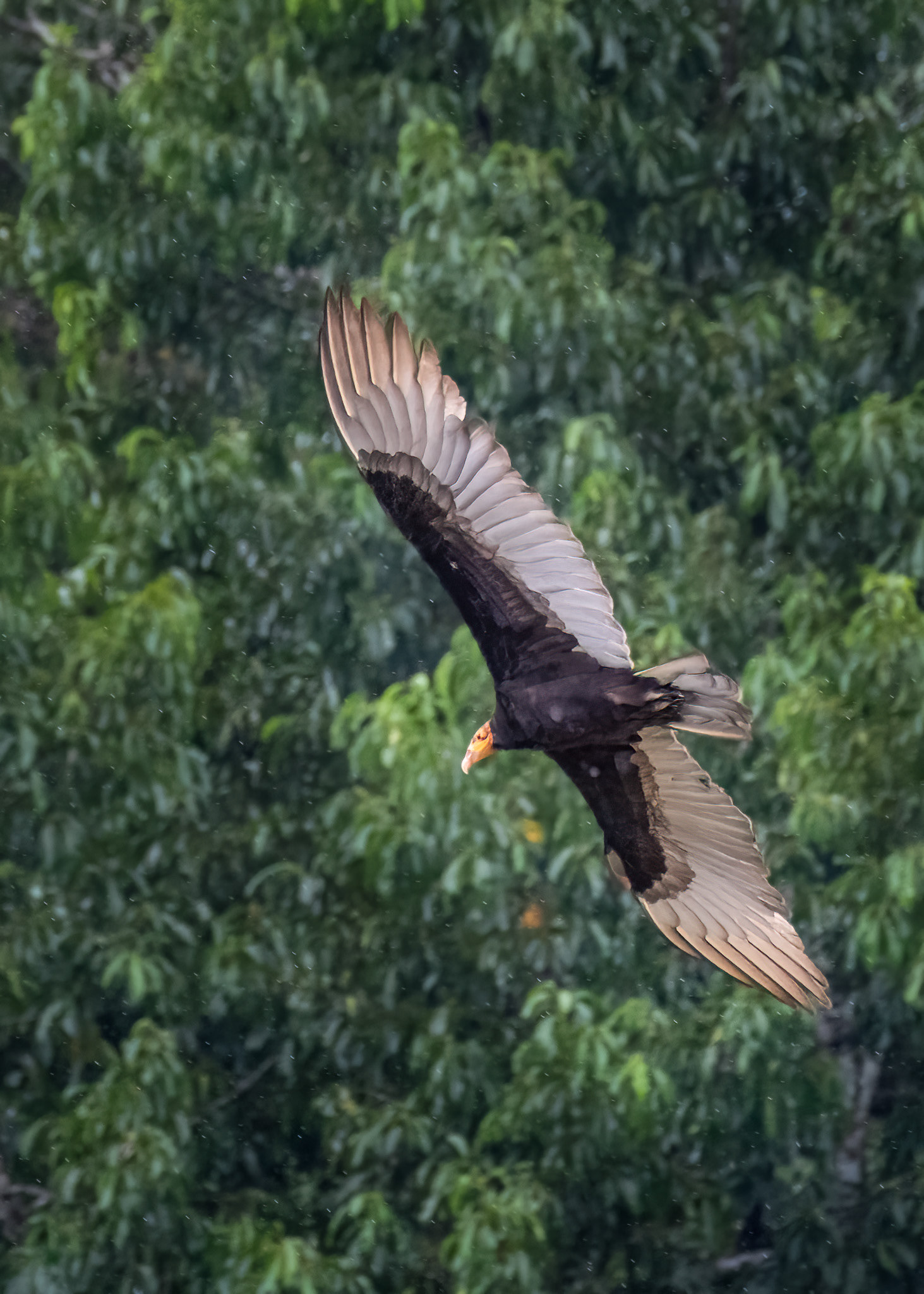 Yellow-headed Vulture