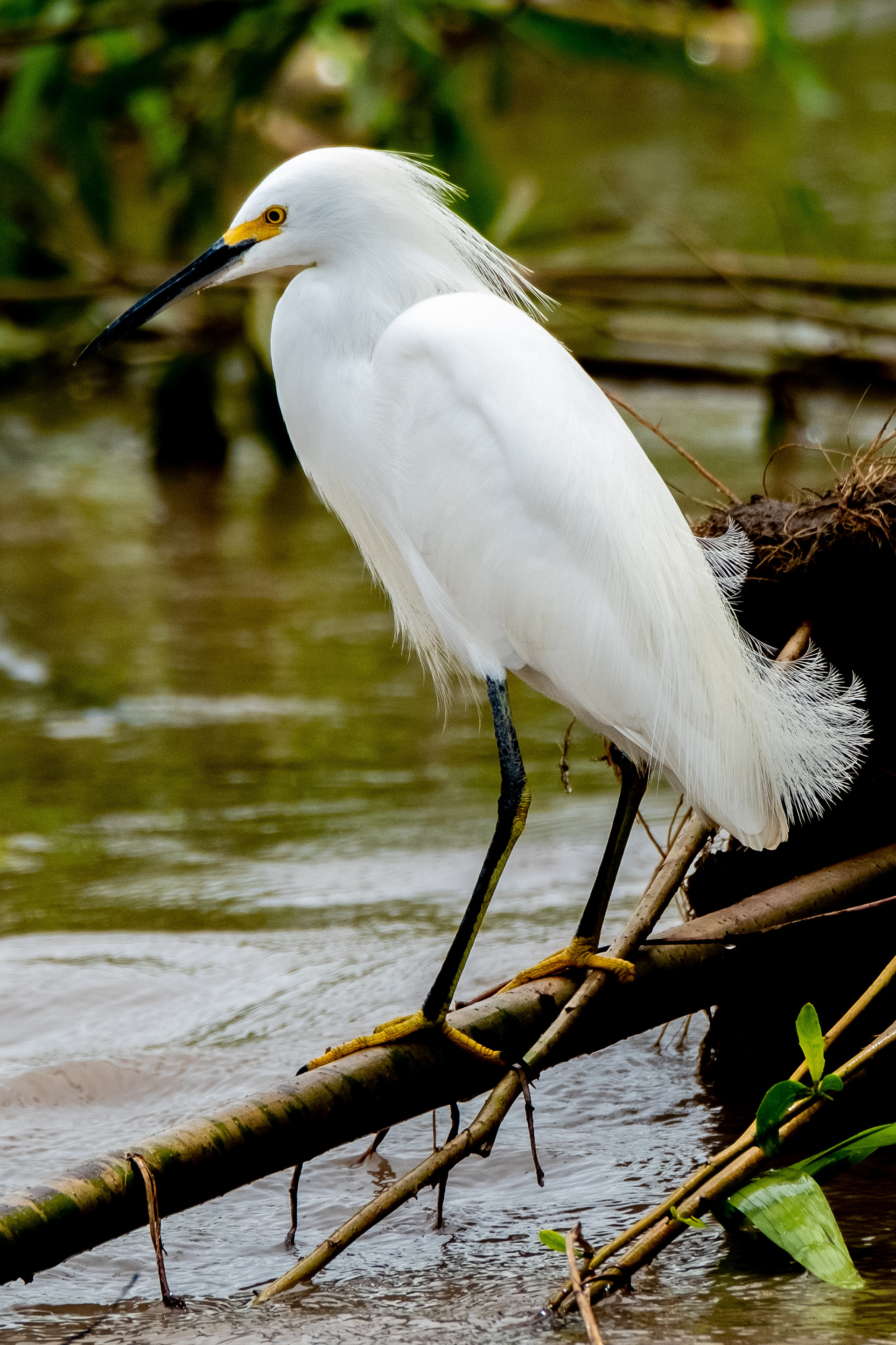 Snowy Egret